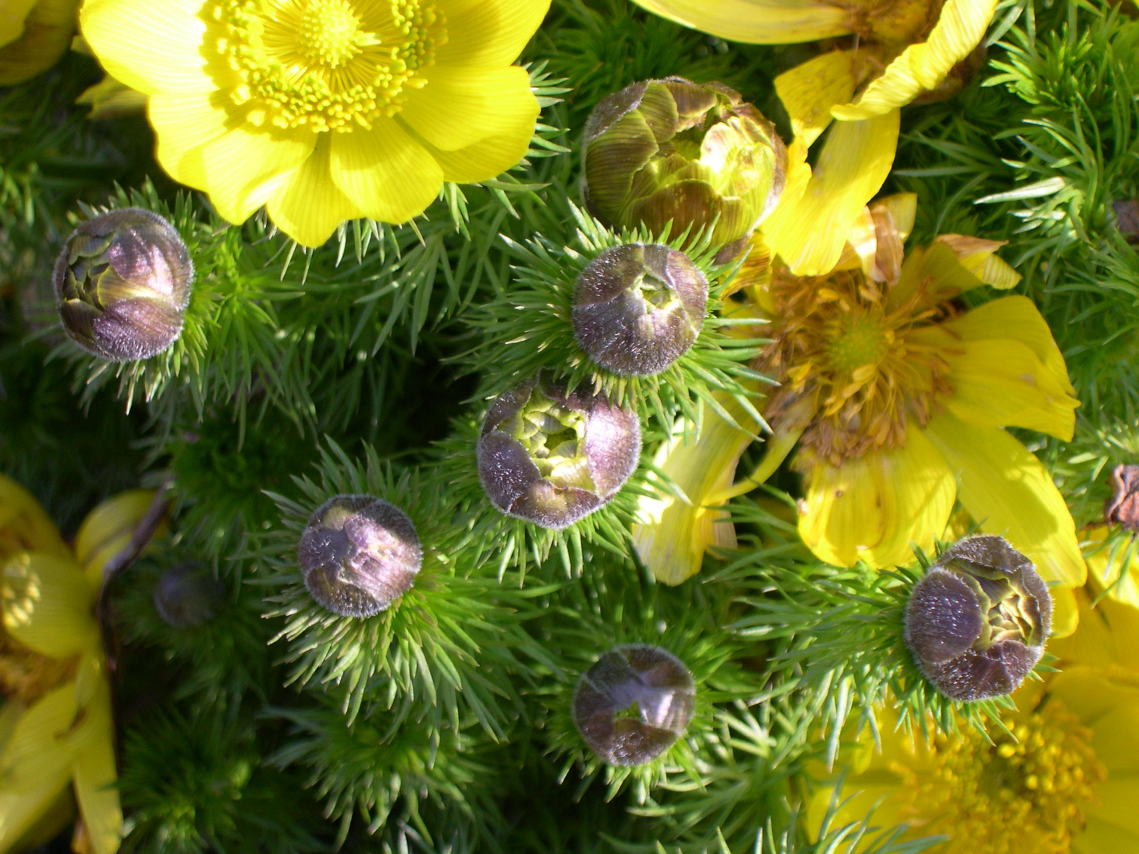 Afficher le média adonis_vernalis2sd adonis_vernalis2sd