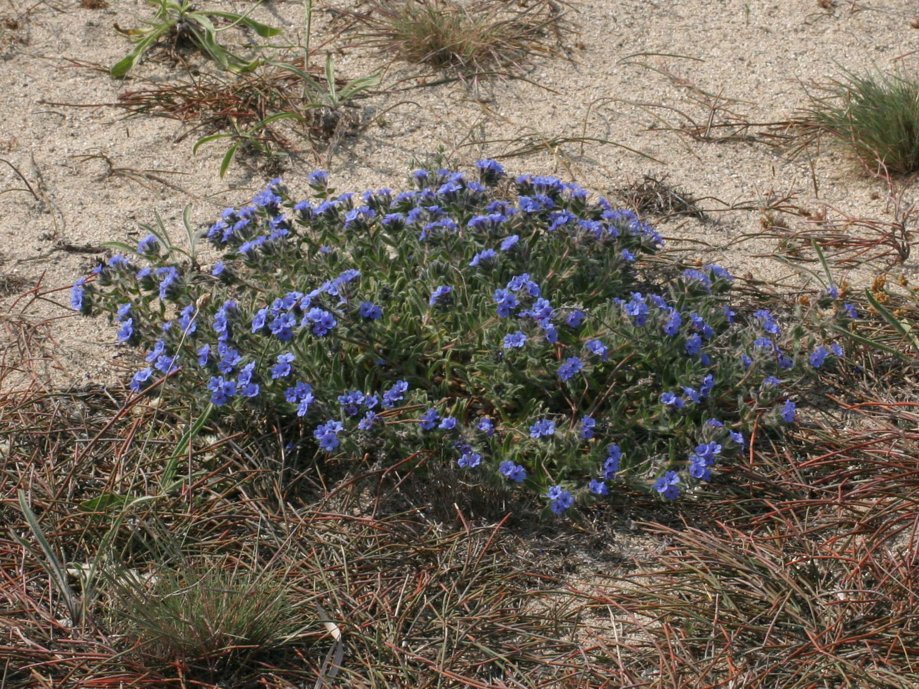 alkanna_tinctoria1bmd