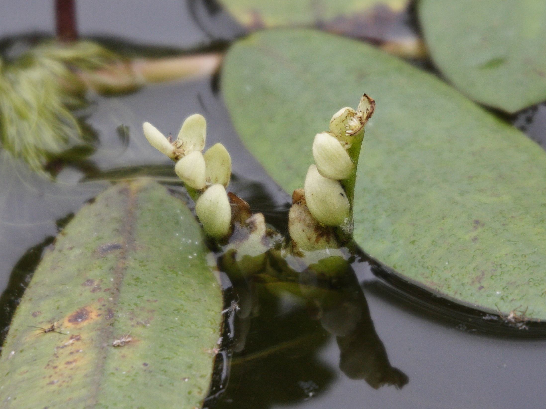 Afficher le média aponogeton_distachyus2md aponogeton_distachyus2md