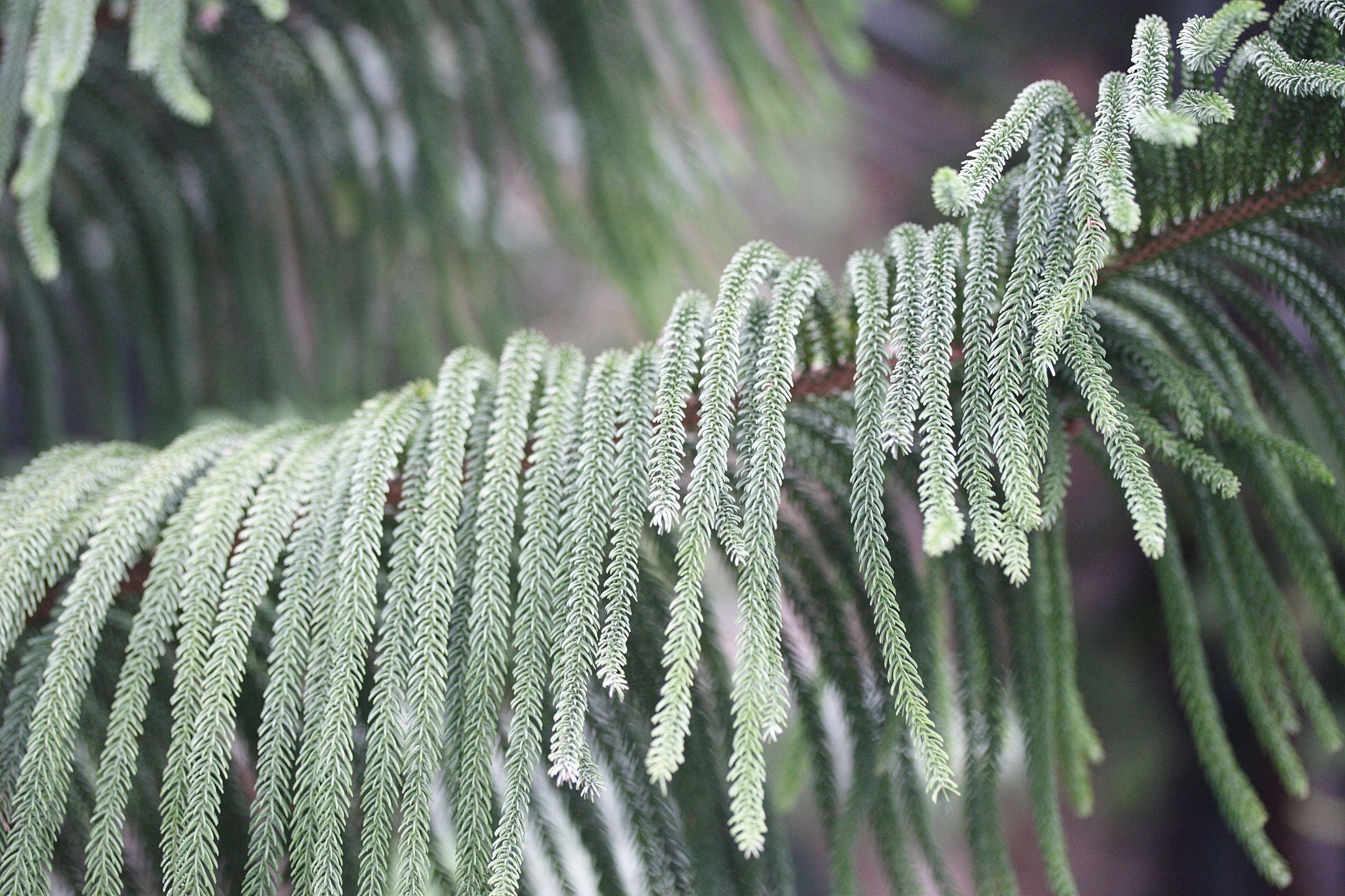 araucaria_subulata1md