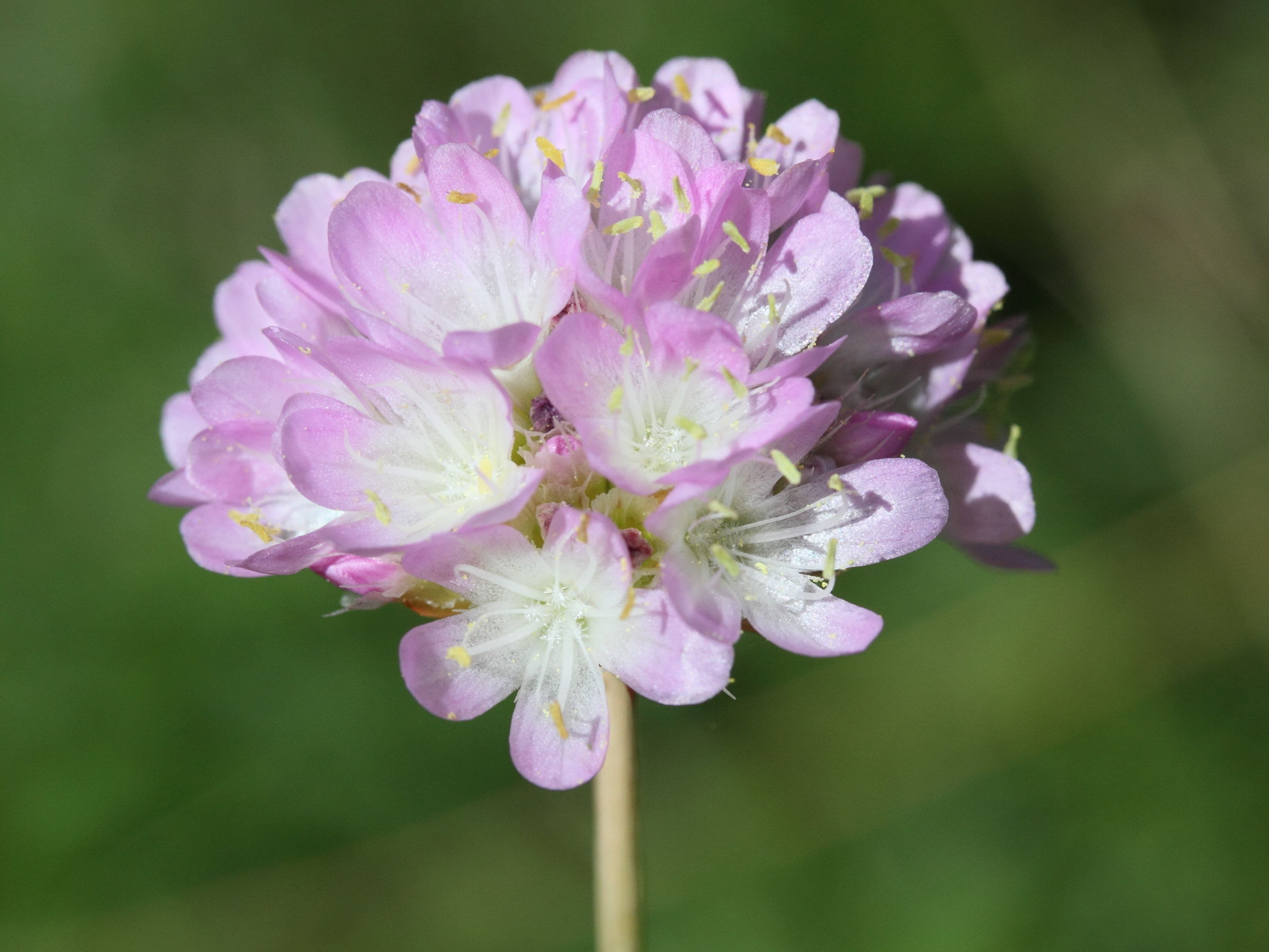 Afficher le média armeria_alpina5md armeria_alpina5md