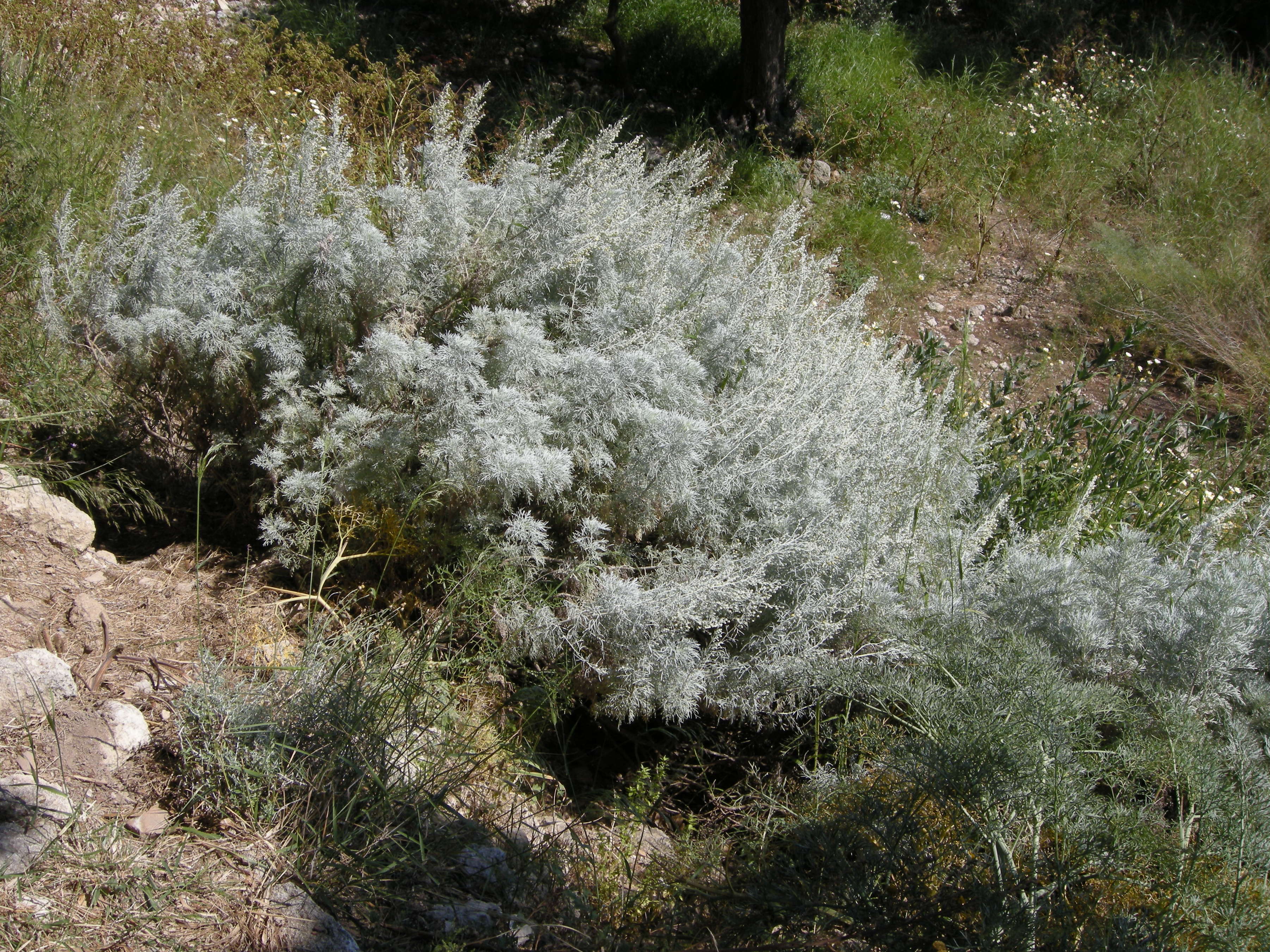artemisia_arborescens3md