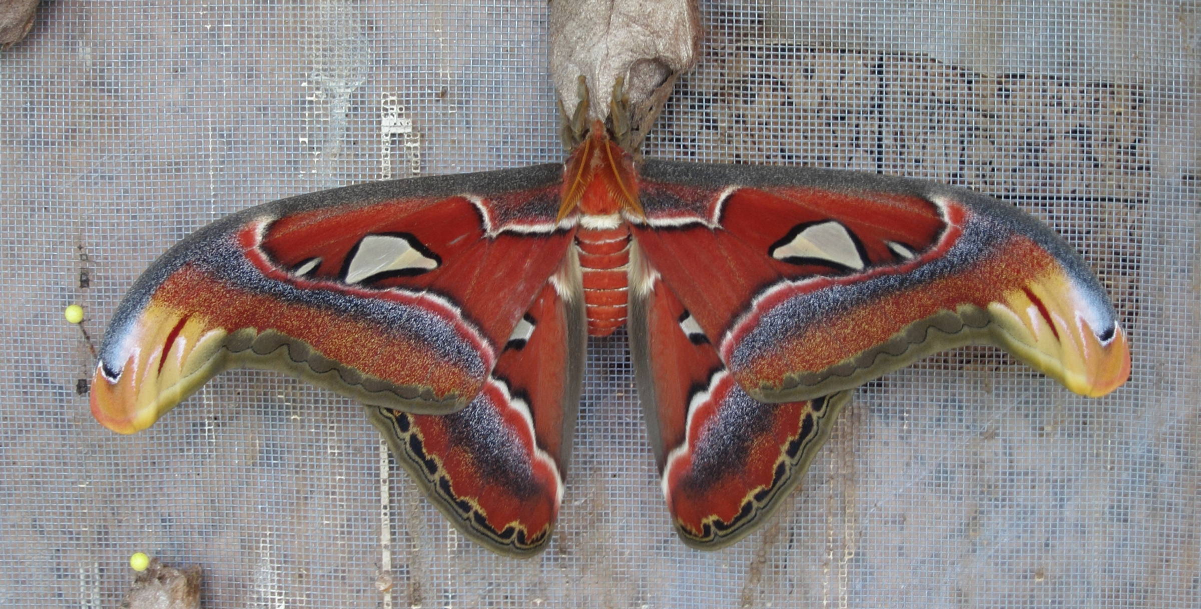 attacus_atlas2bd