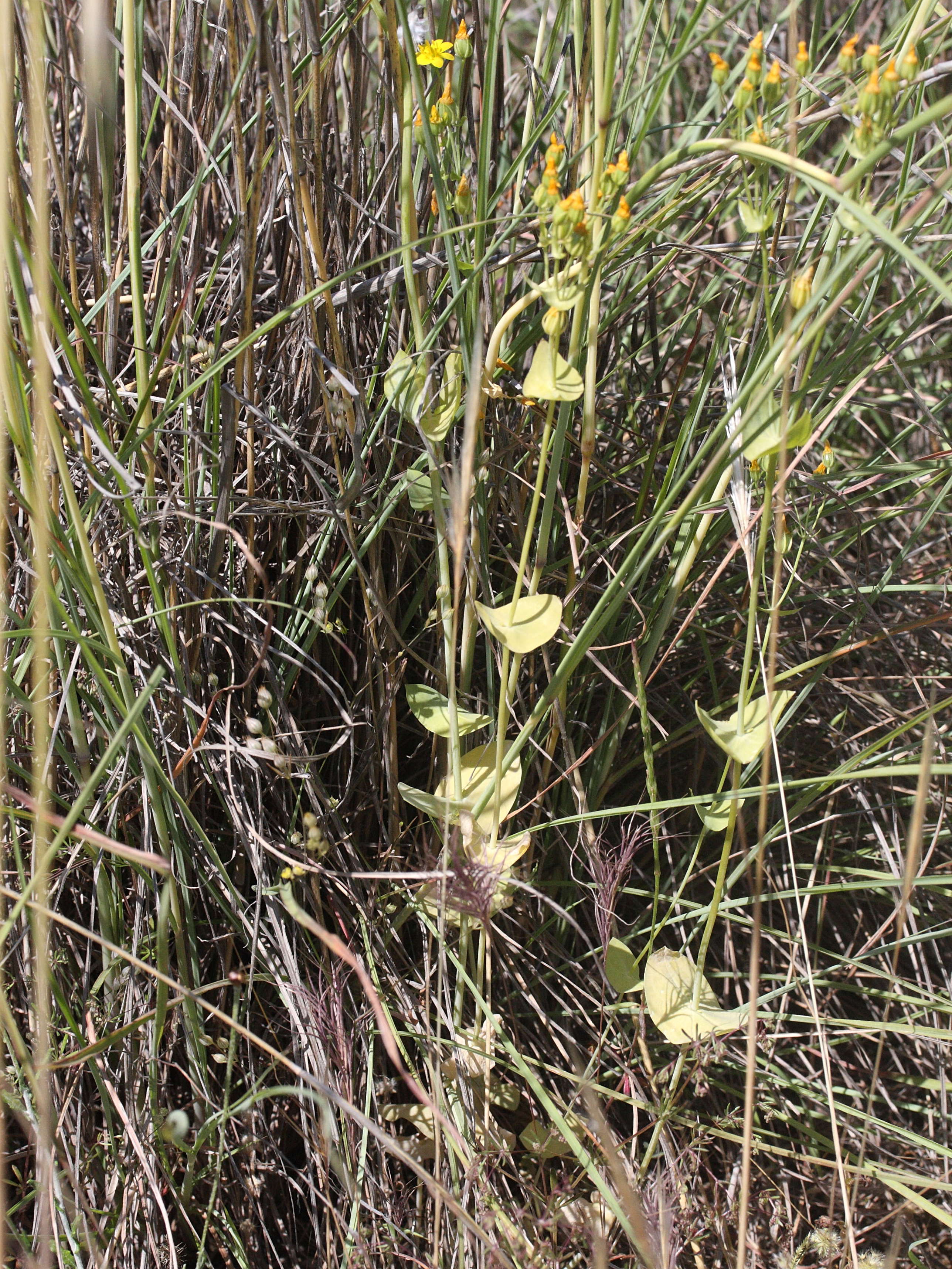 Afficher le média blackstonia_perfoliata1bmd blackstonia_perfoliata1bmd