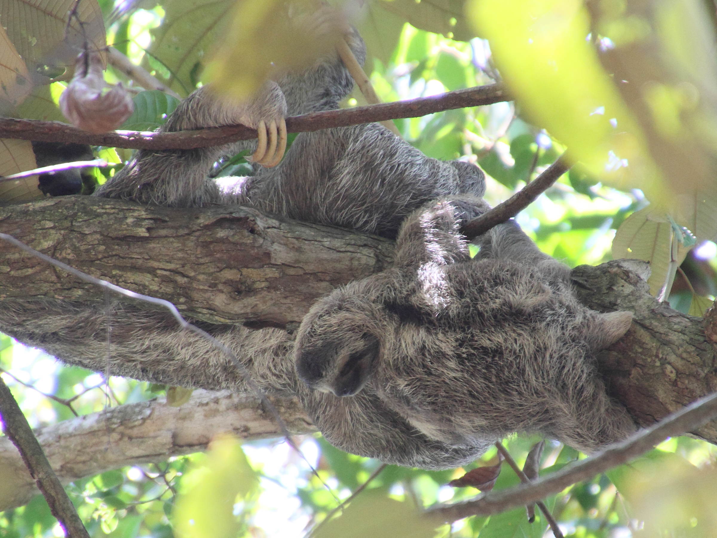 bradypus_variegatus5md