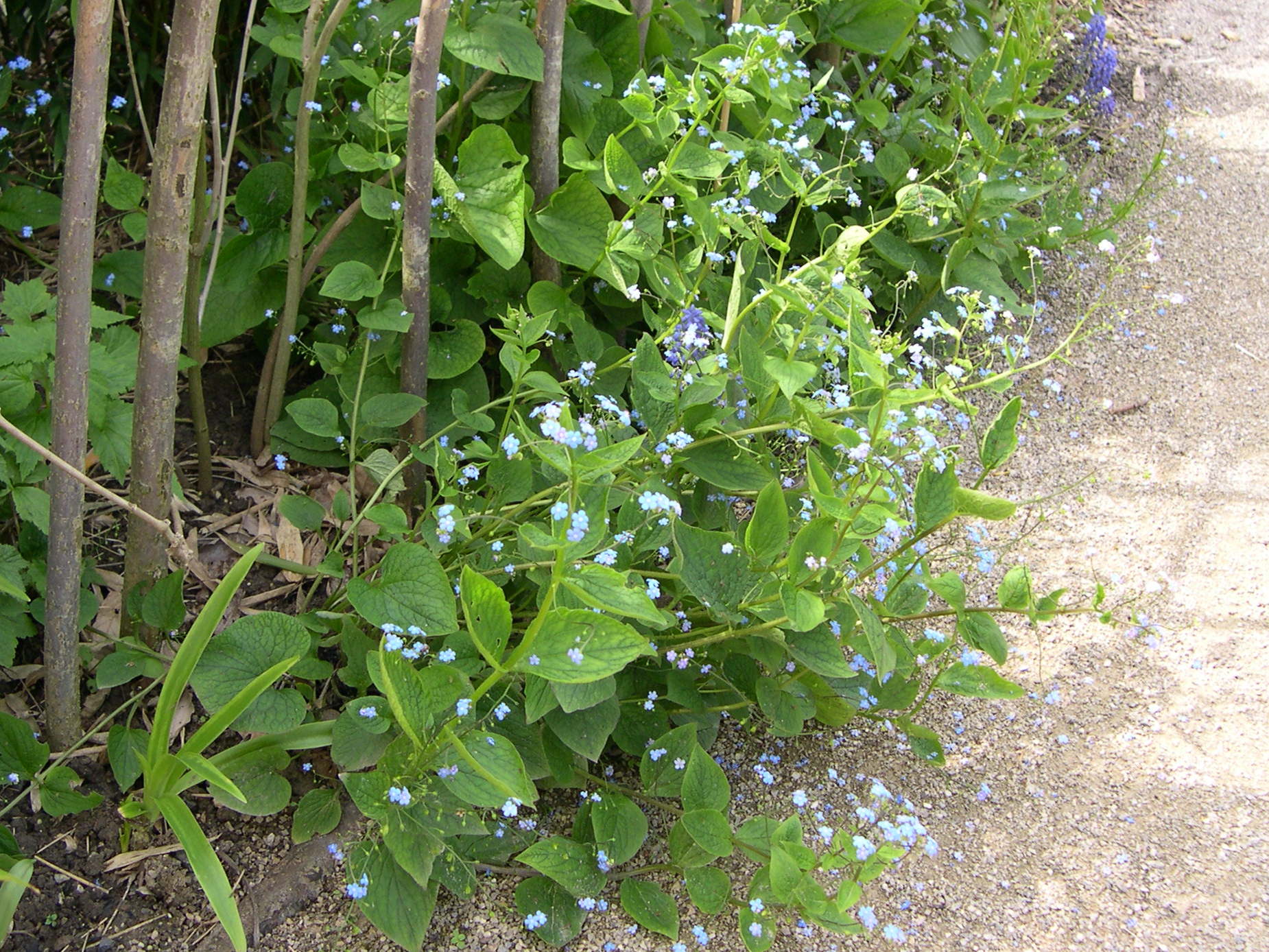 brunnera_macrophylla1md