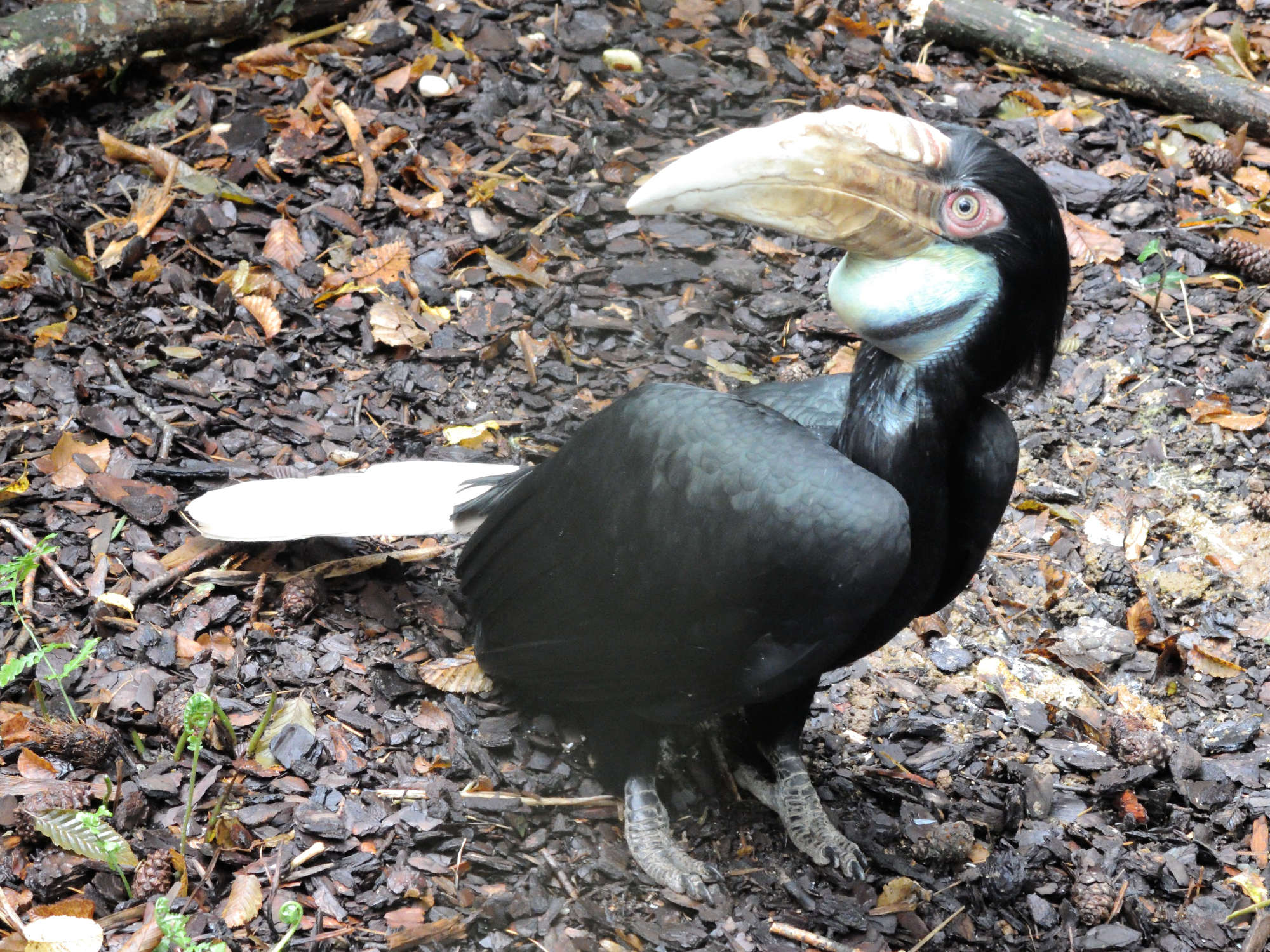 calao_festonne_-_rhyticeros_undulatus1md