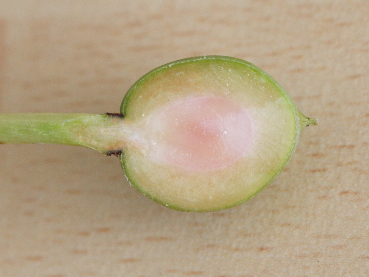 calophyllum_calaba6md