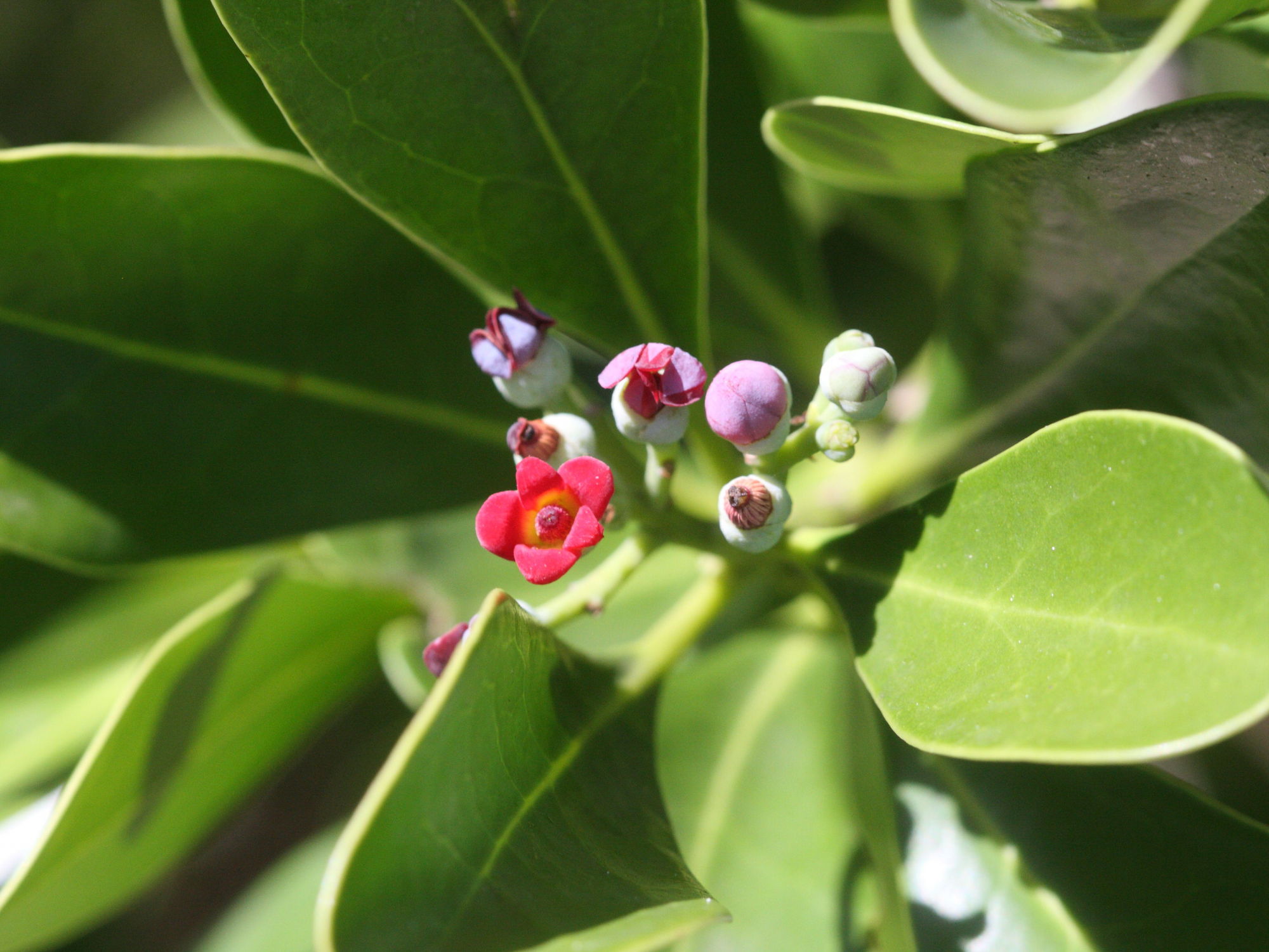 canella_winterana1md