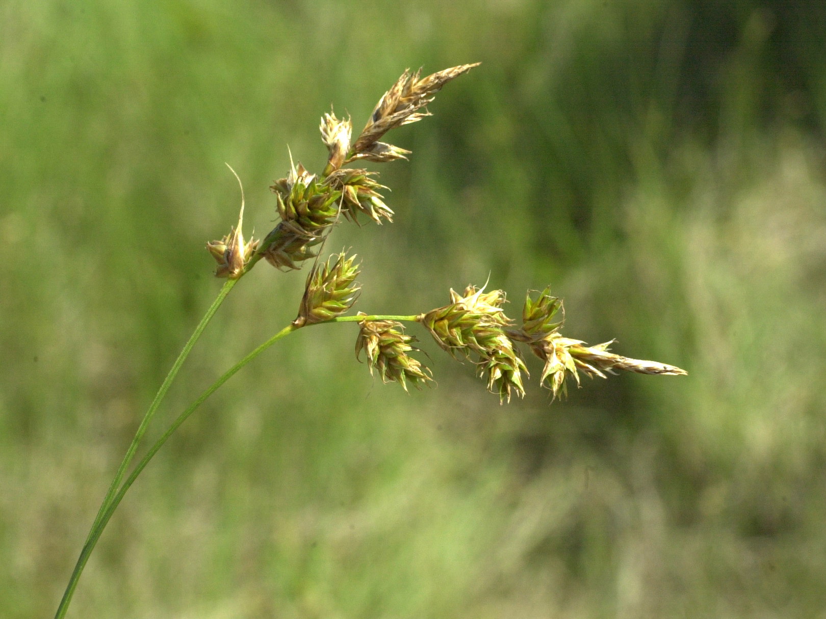 carex_arenaria2amd