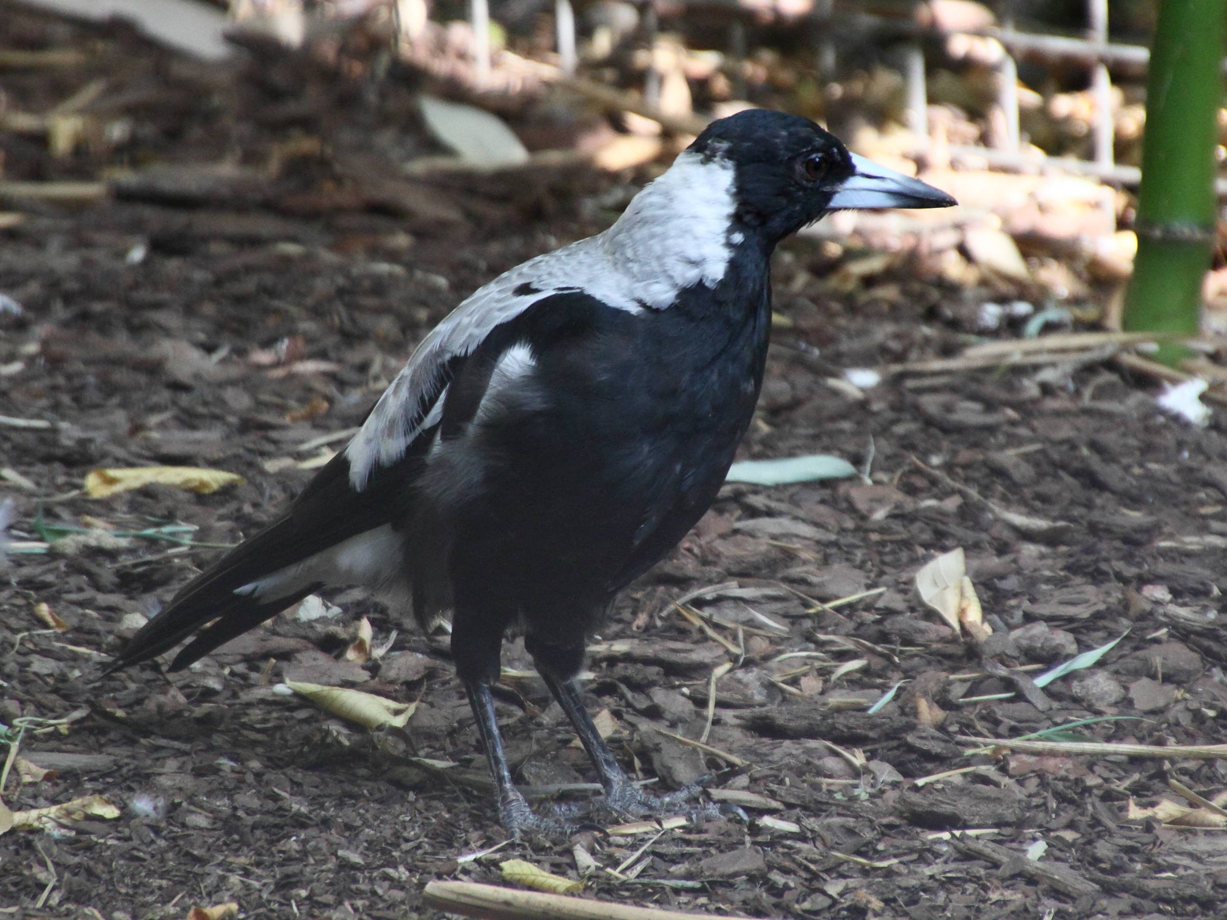 cassican_fluteur_-_gymnorhina_tibicen1md