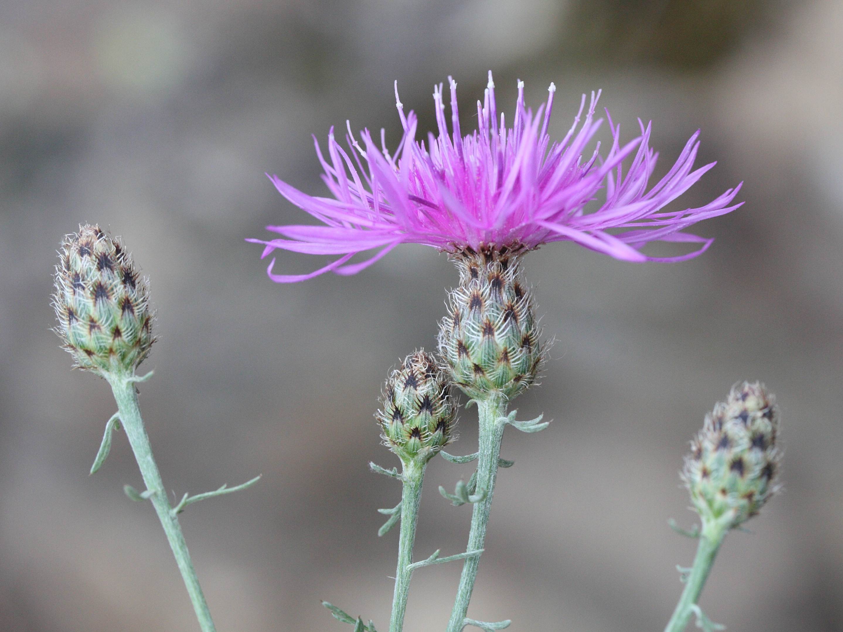 centaurea_maculosa3md