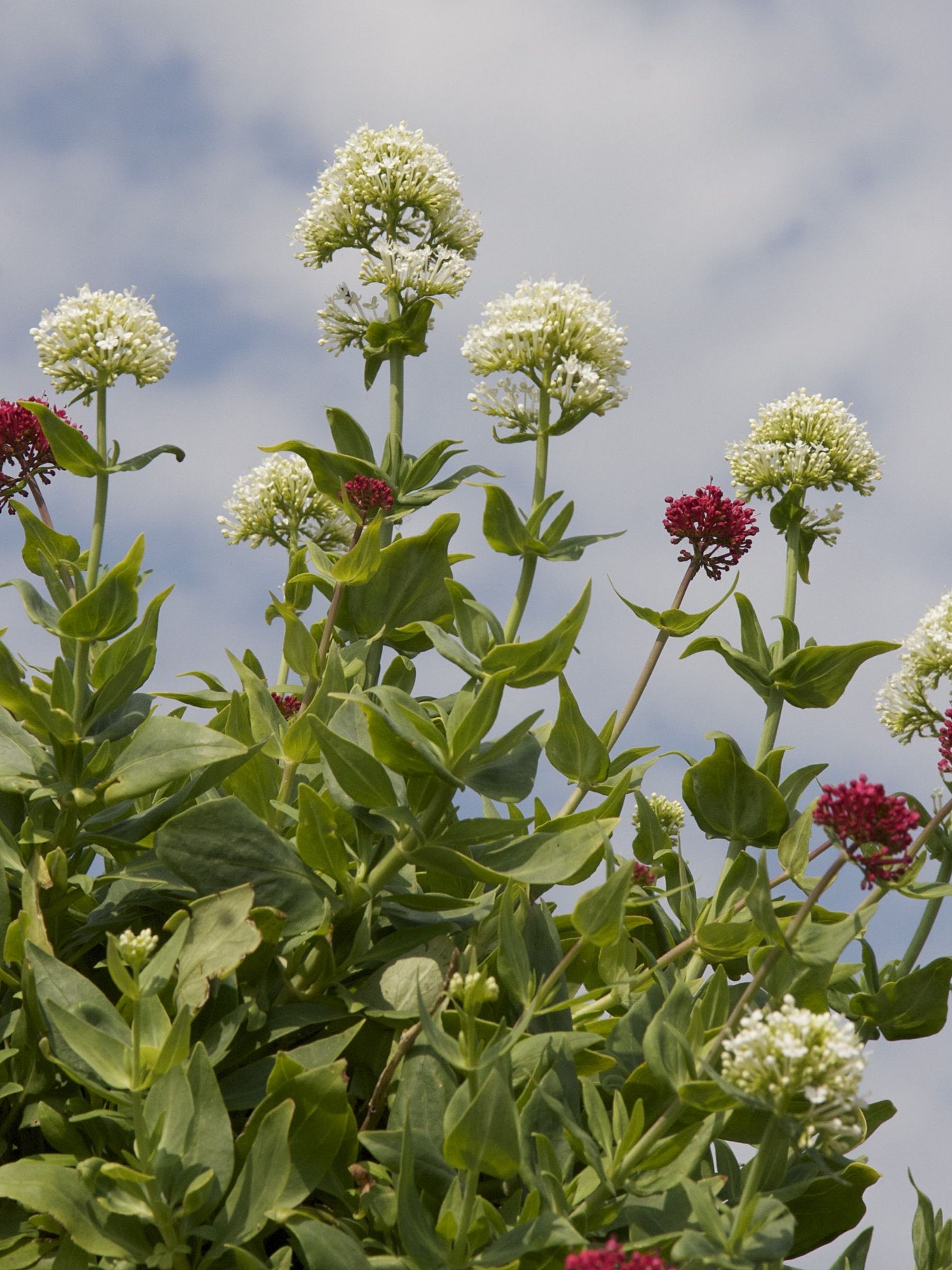 centranthus_ruber4md