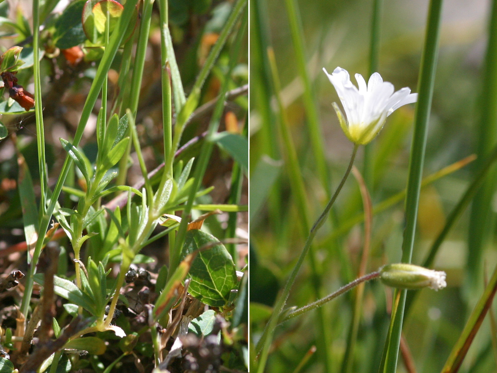 Afficher le média Cerastium_arvense Cerastium_arvense