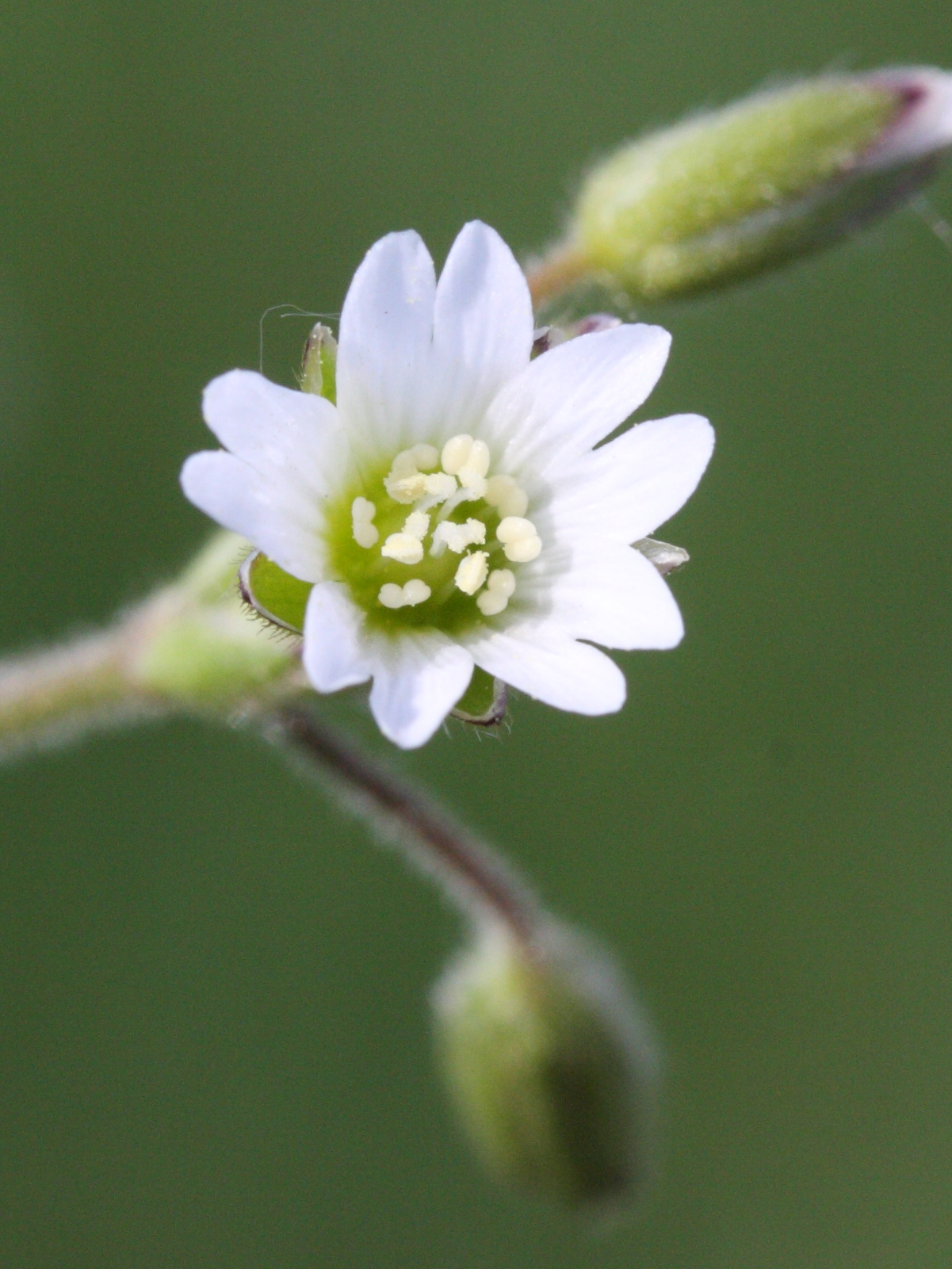 Afficher le média cerastium_fontanum3md cerastium_fontanum3md