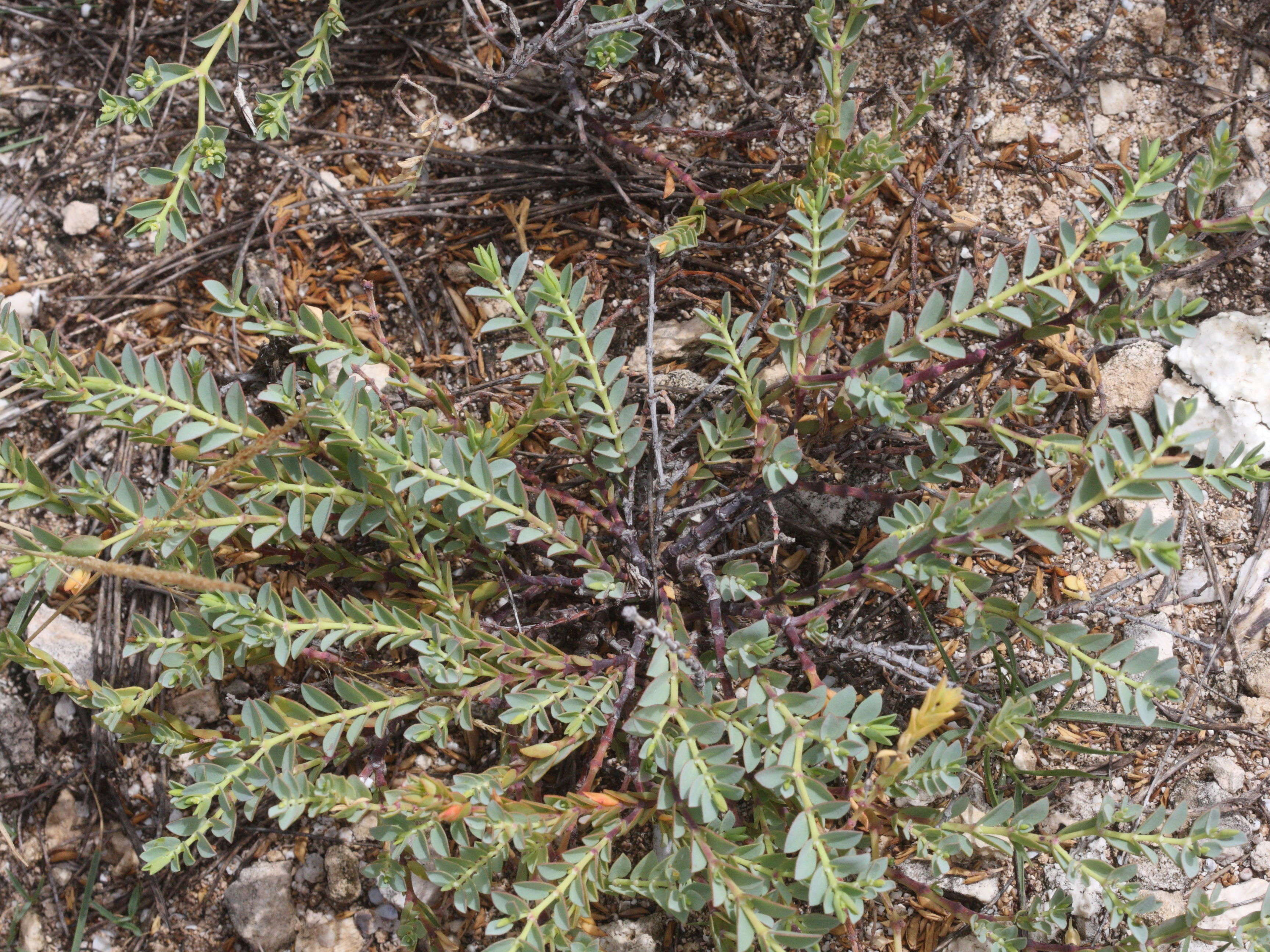 Afficher le média chamaesyce_balbisii1md chamaesyce_balbisii1md