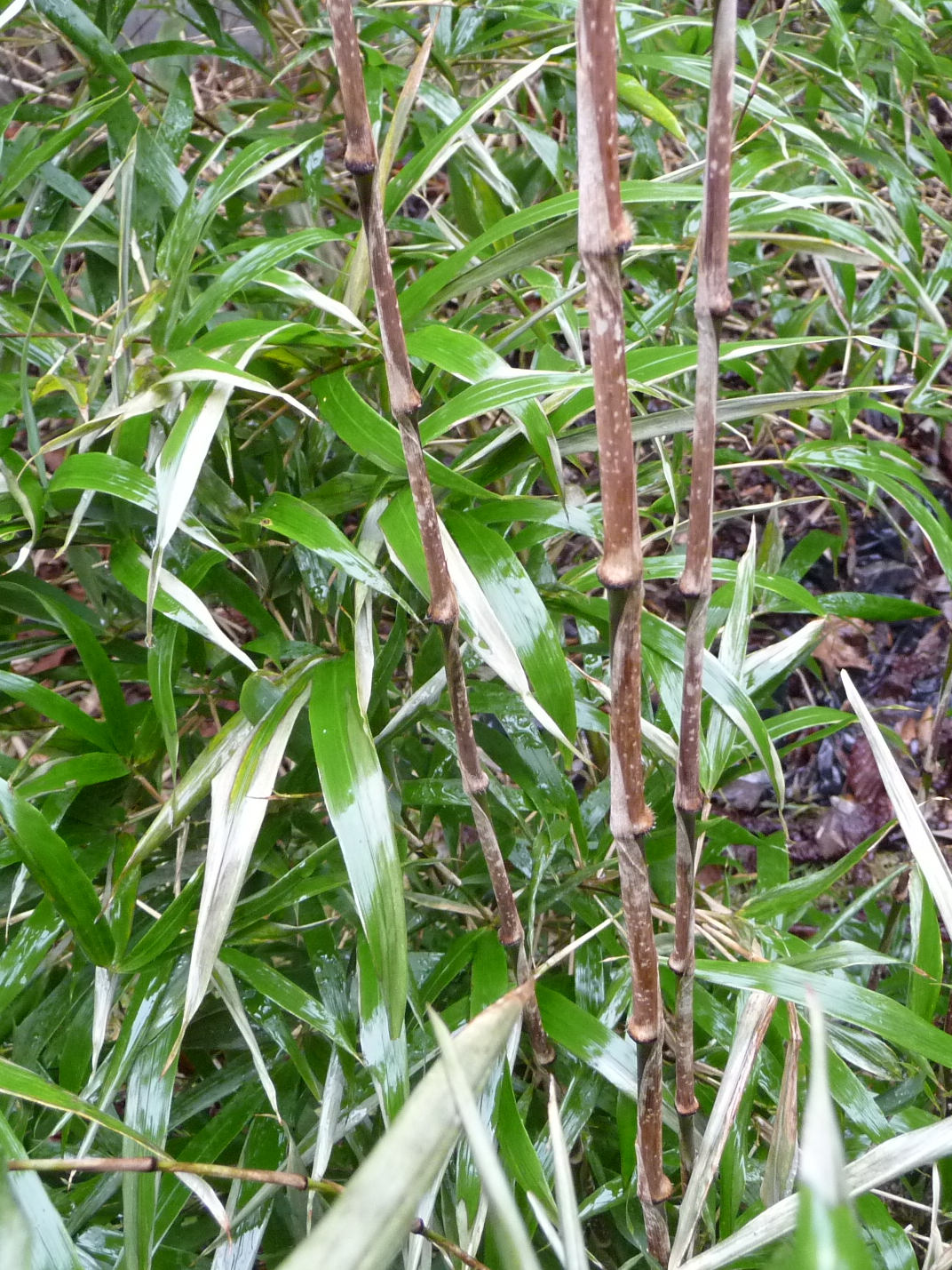 chimonobambusa_marmorea4ad