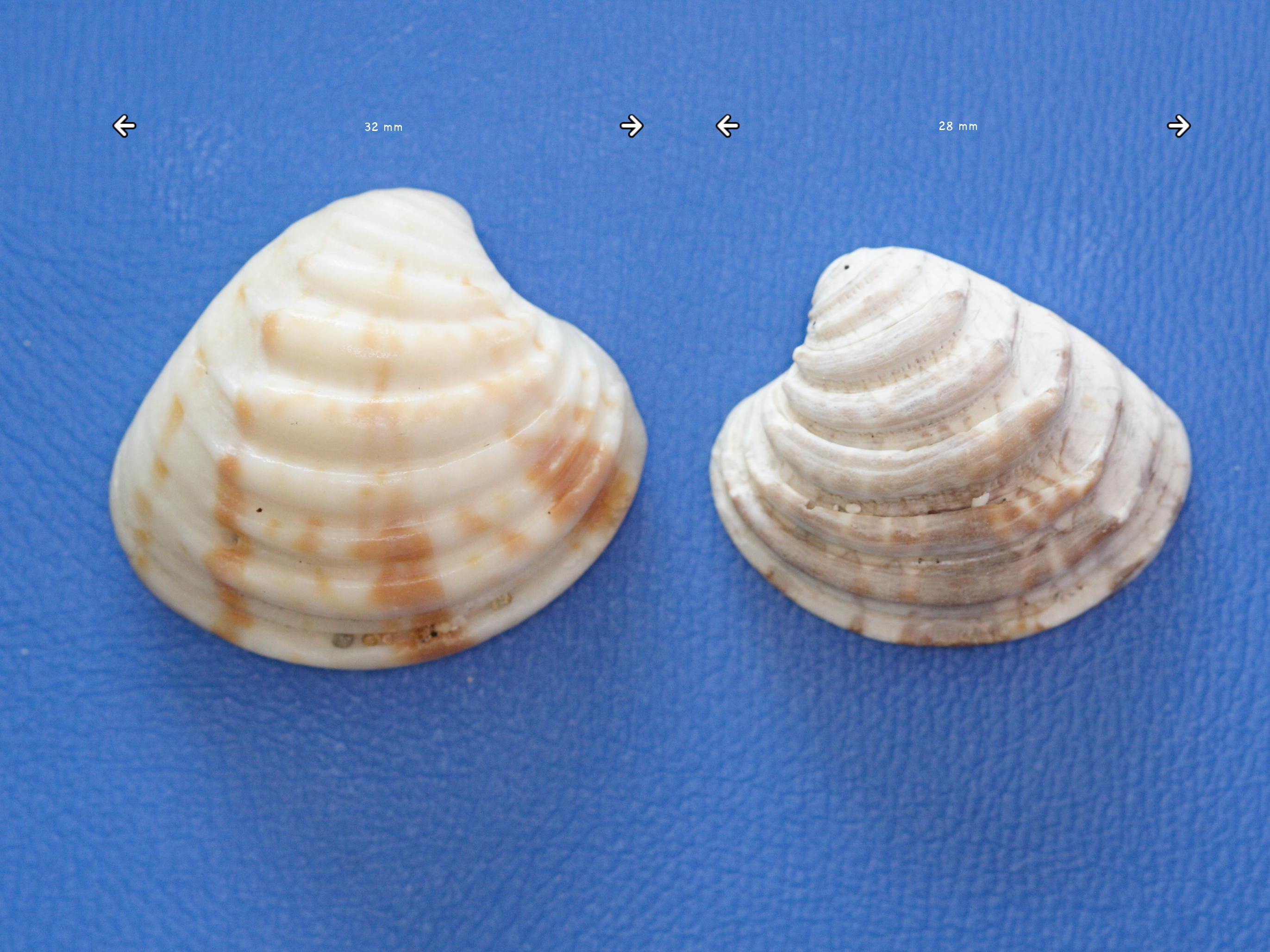 chione_cancellata1md