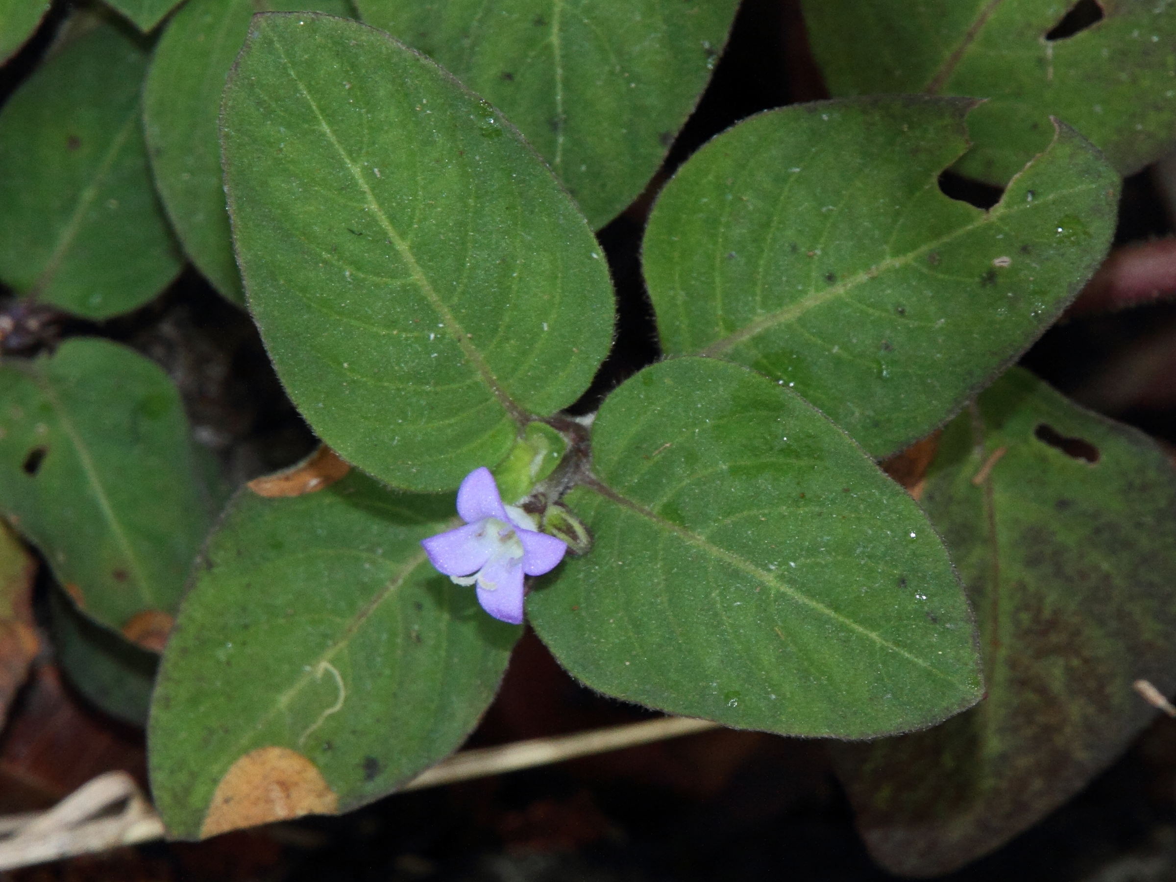 coccocypselum_hirsutum1md