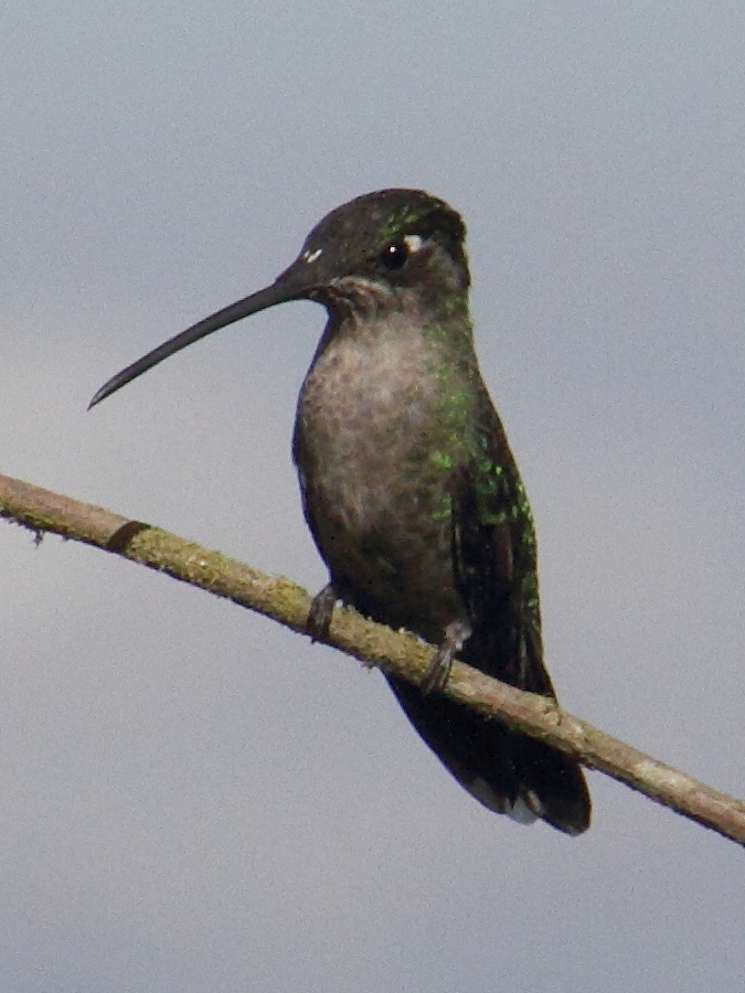 colibri_de_talamanca_-_eugenes_spectabilis5md