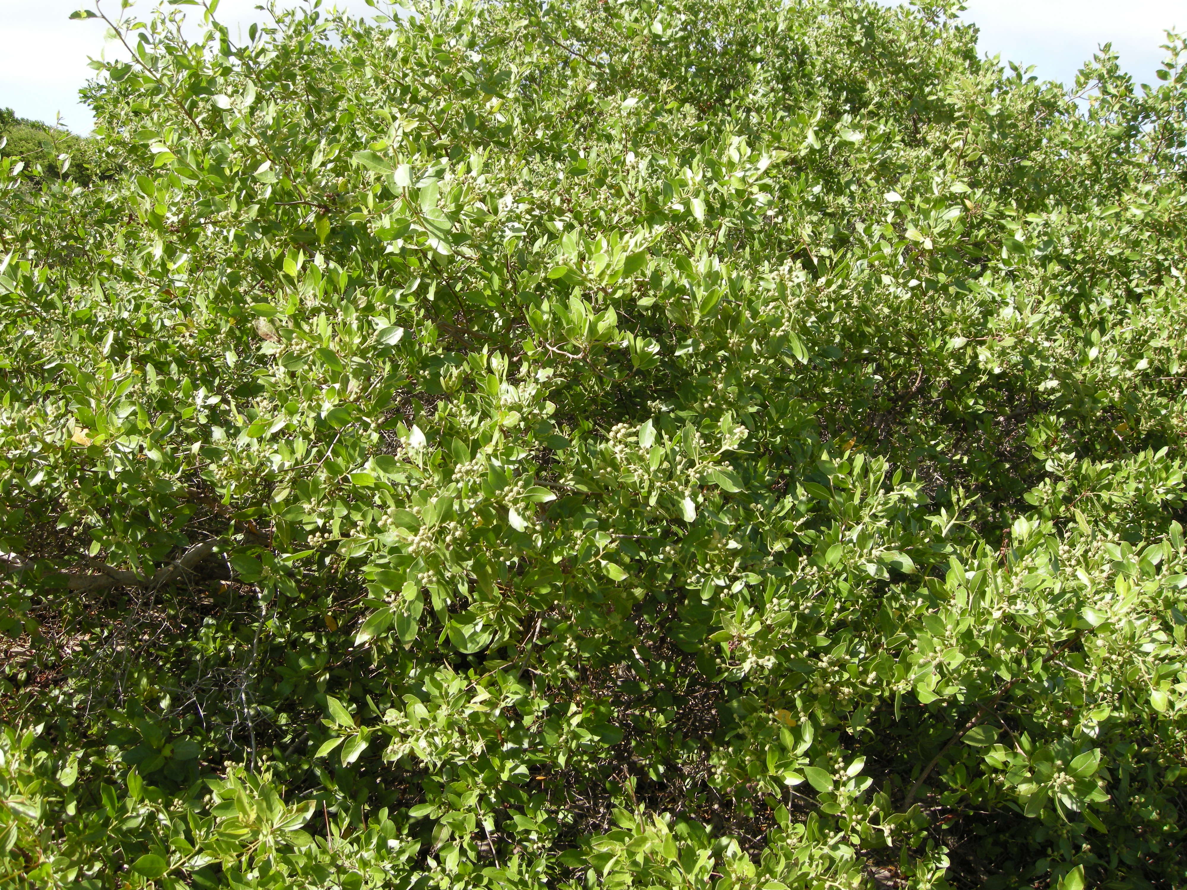 conocarpus_erectus1md