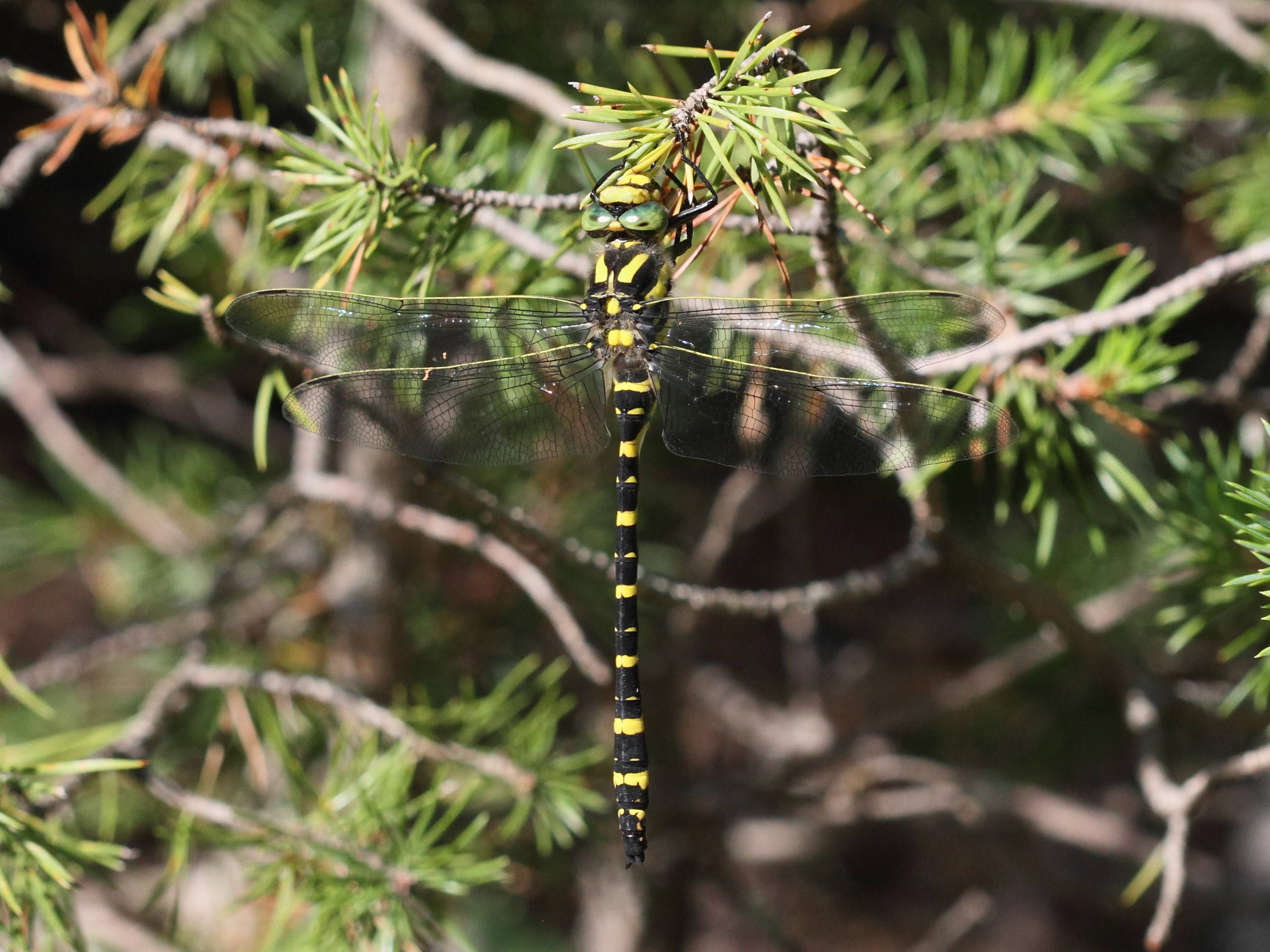 Afficher le média cordulegaster_boltonii4bd cordulegaster_boltonii4bd