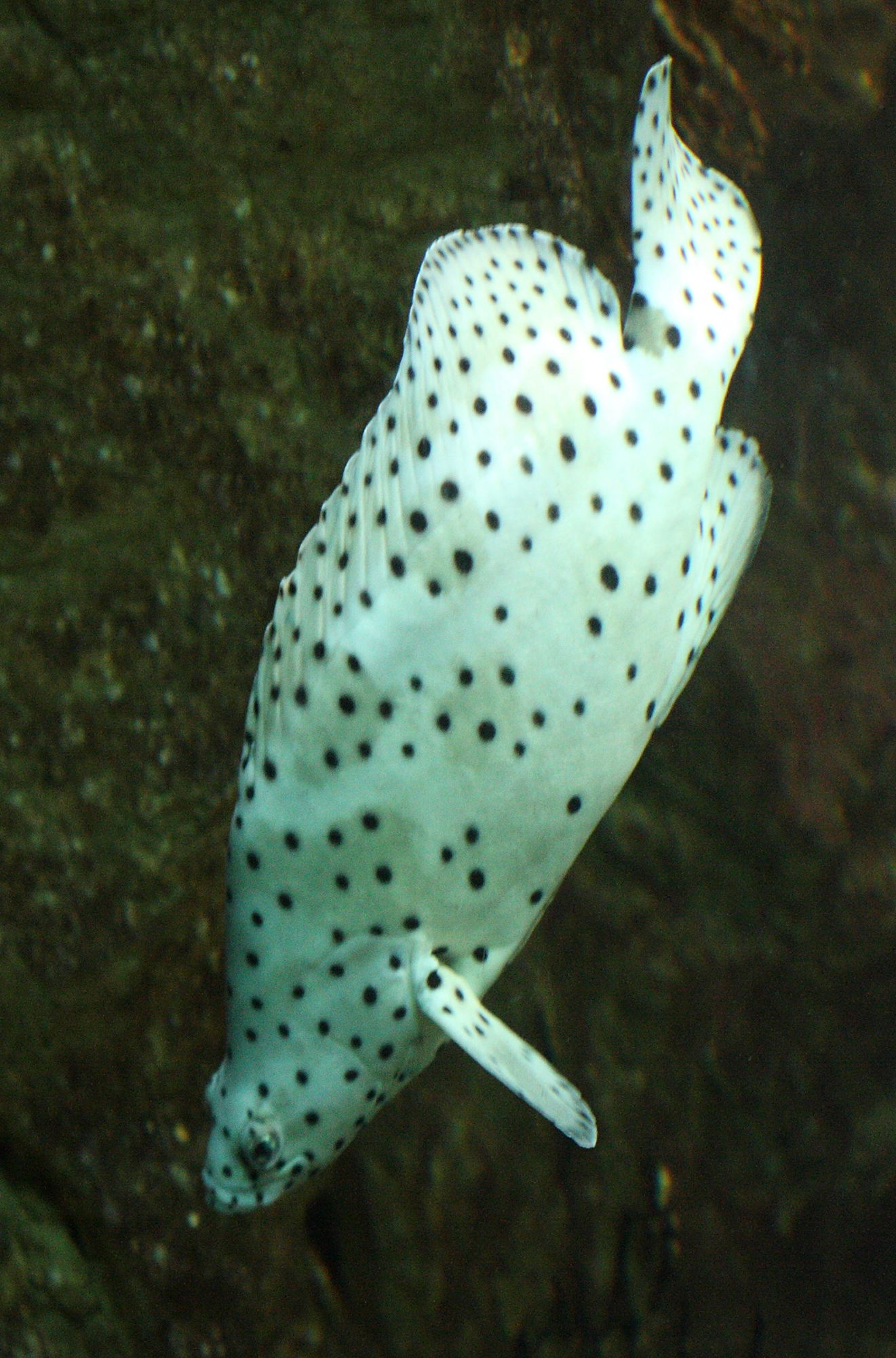 cromileptes_altivelis1bd