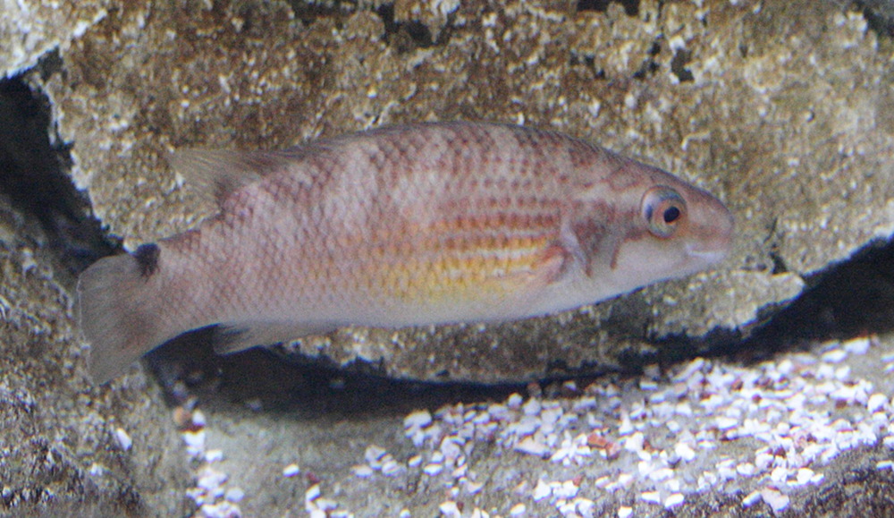 ctenolabrus_rupestris1md