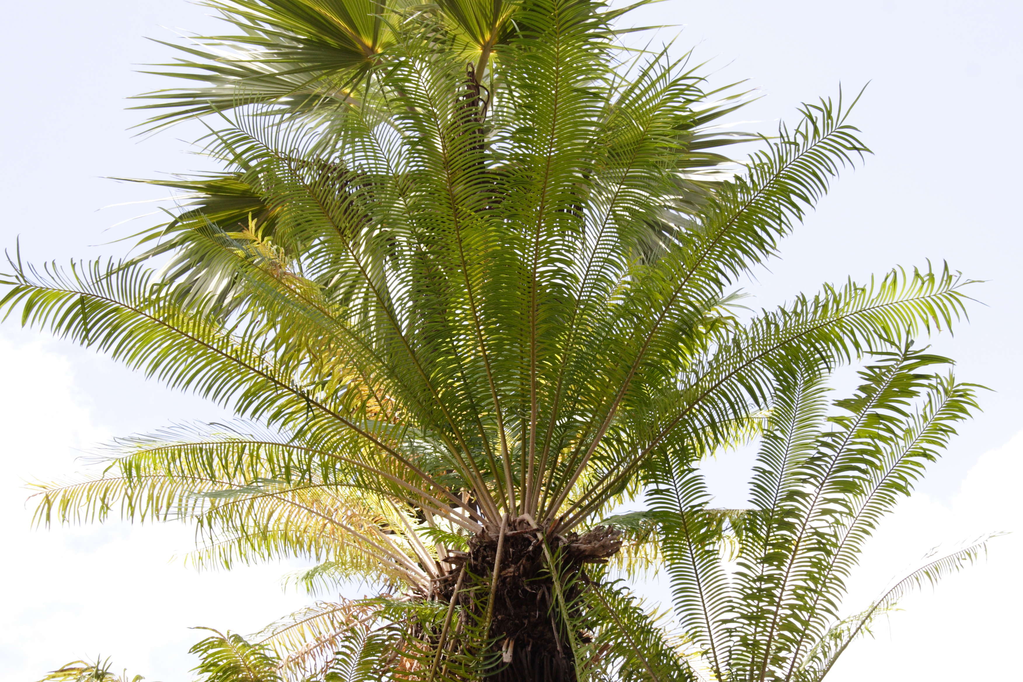 cycas_circinalis3md