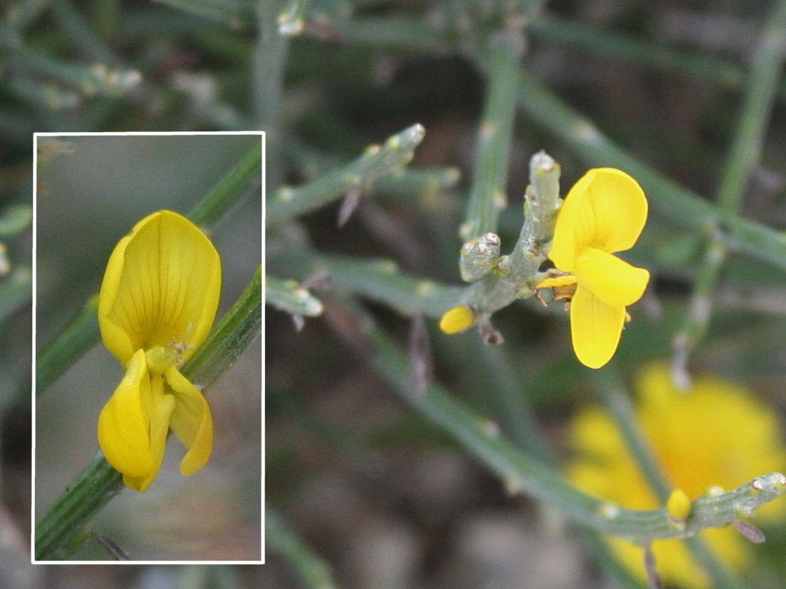 cytisus_oromediterraneus3bd