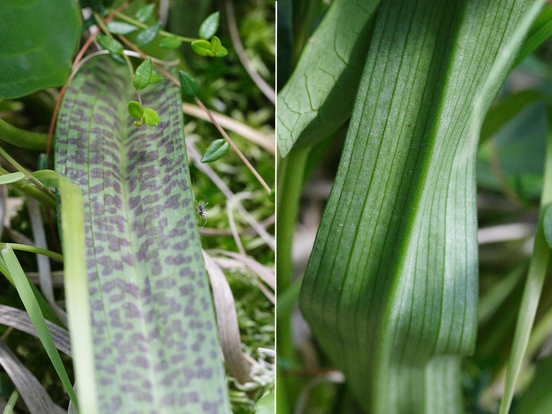 dactylorhiza_x_wiefelspuetziana3md