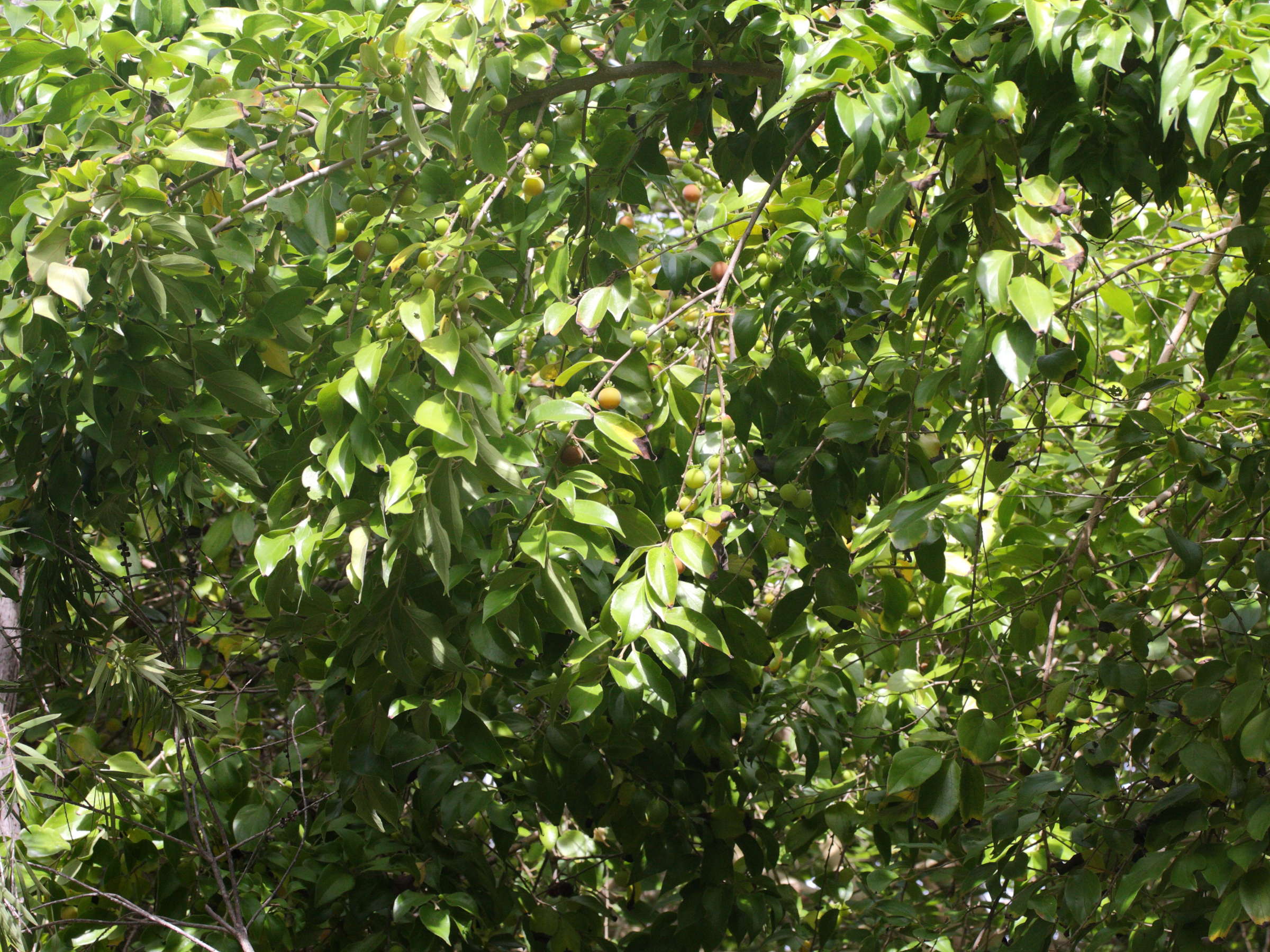 dovyalis_hebecarpa3md