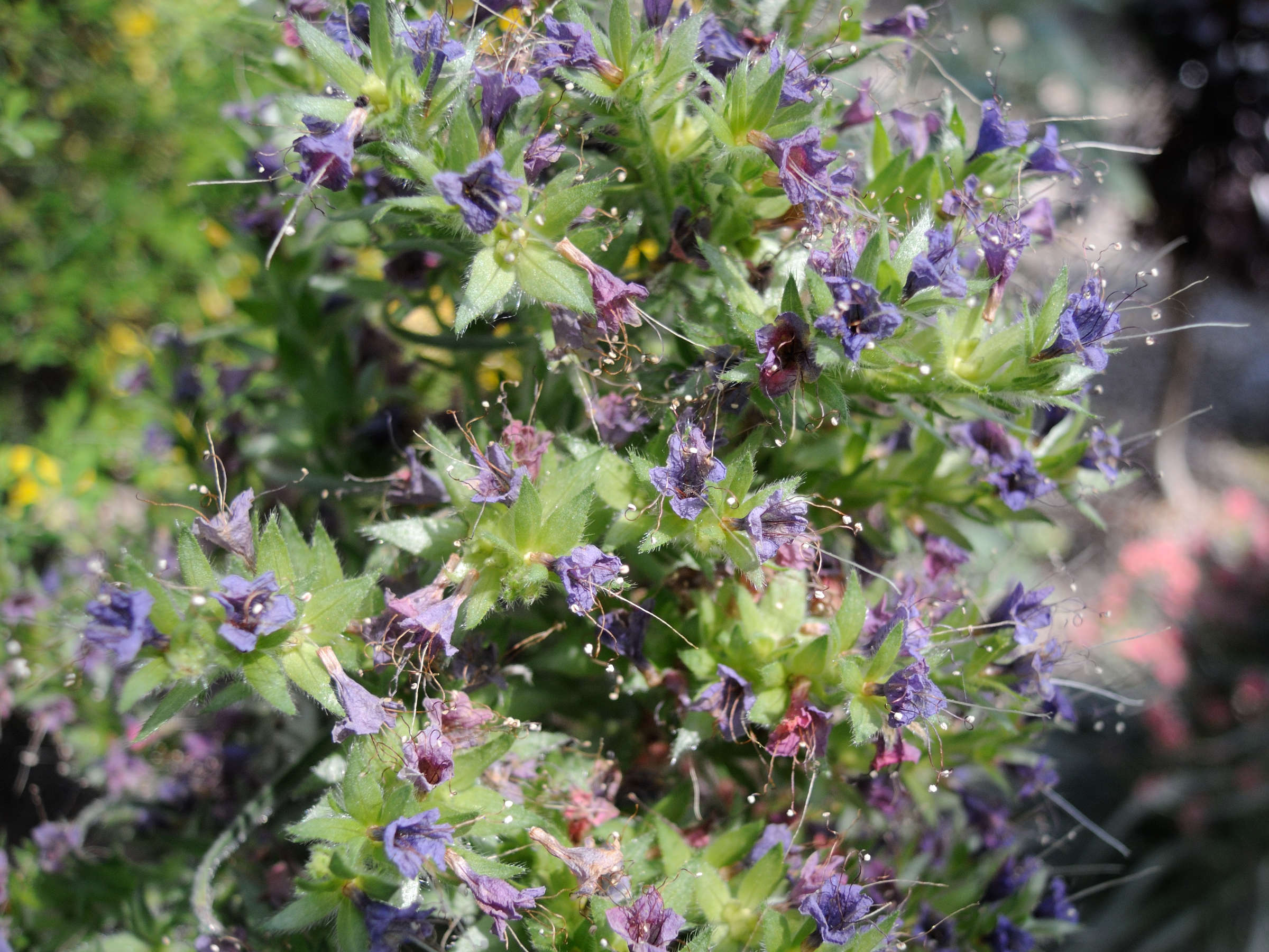 Afficher le média echium_wildpretii3md echium_wildpretii3md