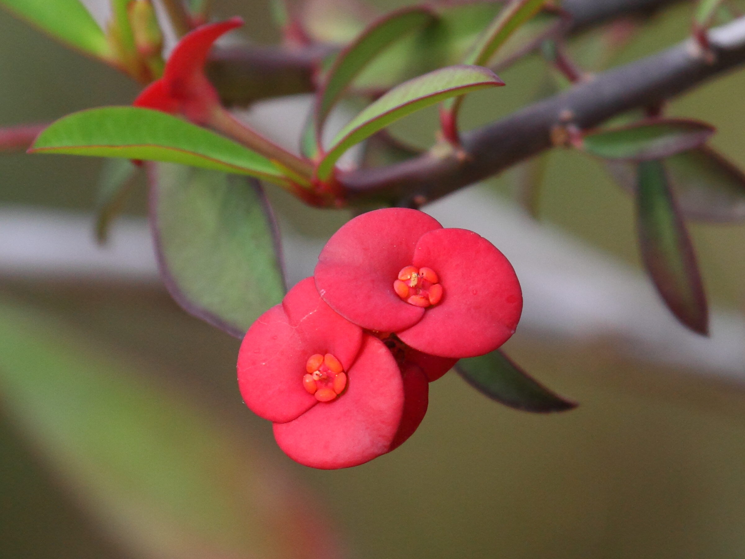 Afficher le média euphorbia_geroldii2bd euphorbia_geroldii2bd