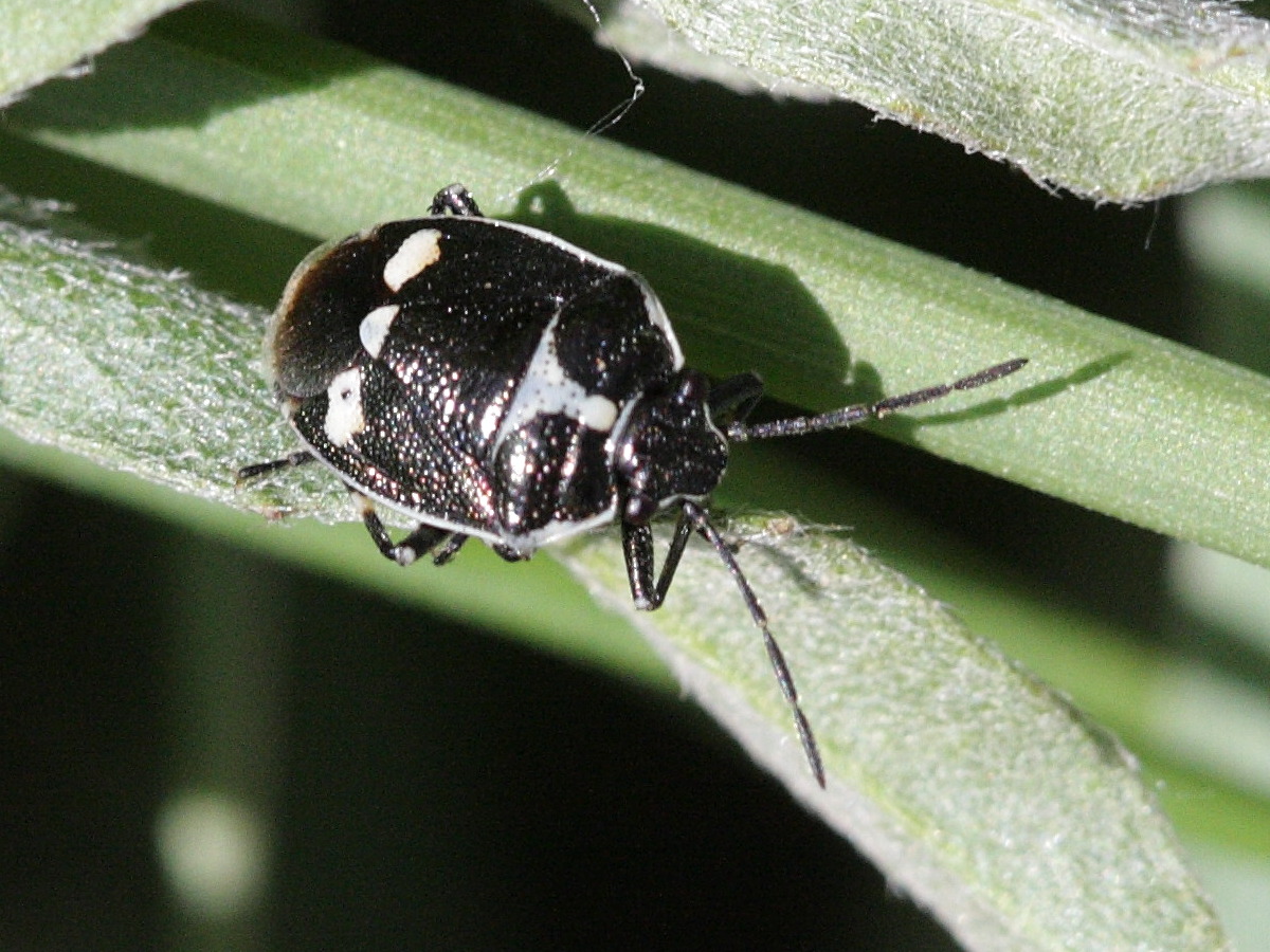 eurydema_oleracea3bd