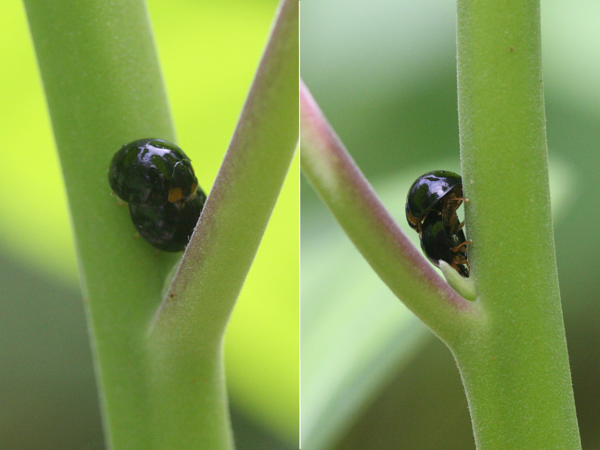 exochomus_laeviusculus2md