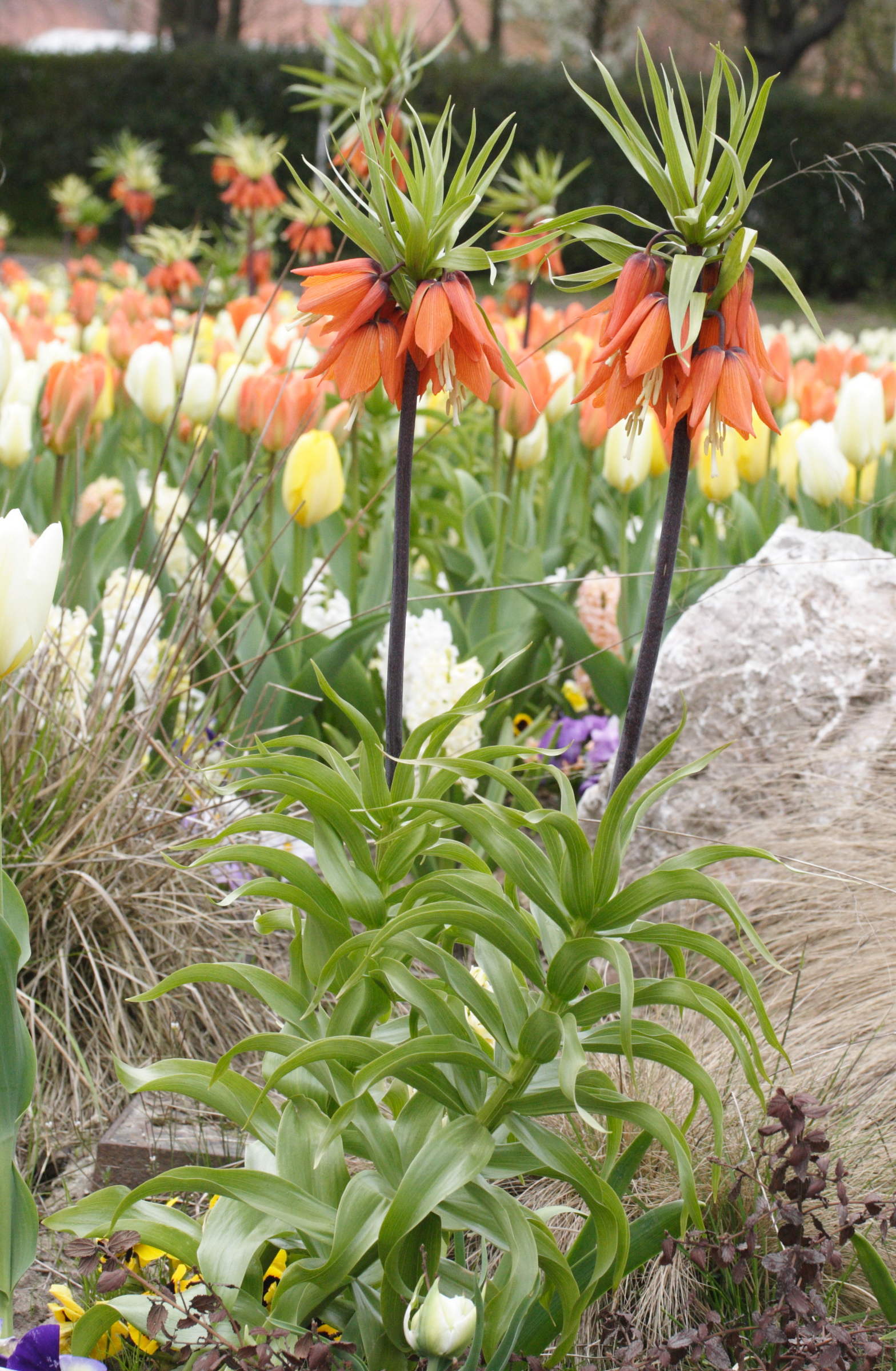 fritillaria_imperialis1md