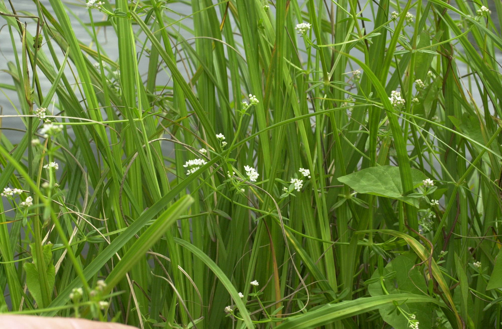 Afficher le média galium_palustre1bd galium_palustre1bd