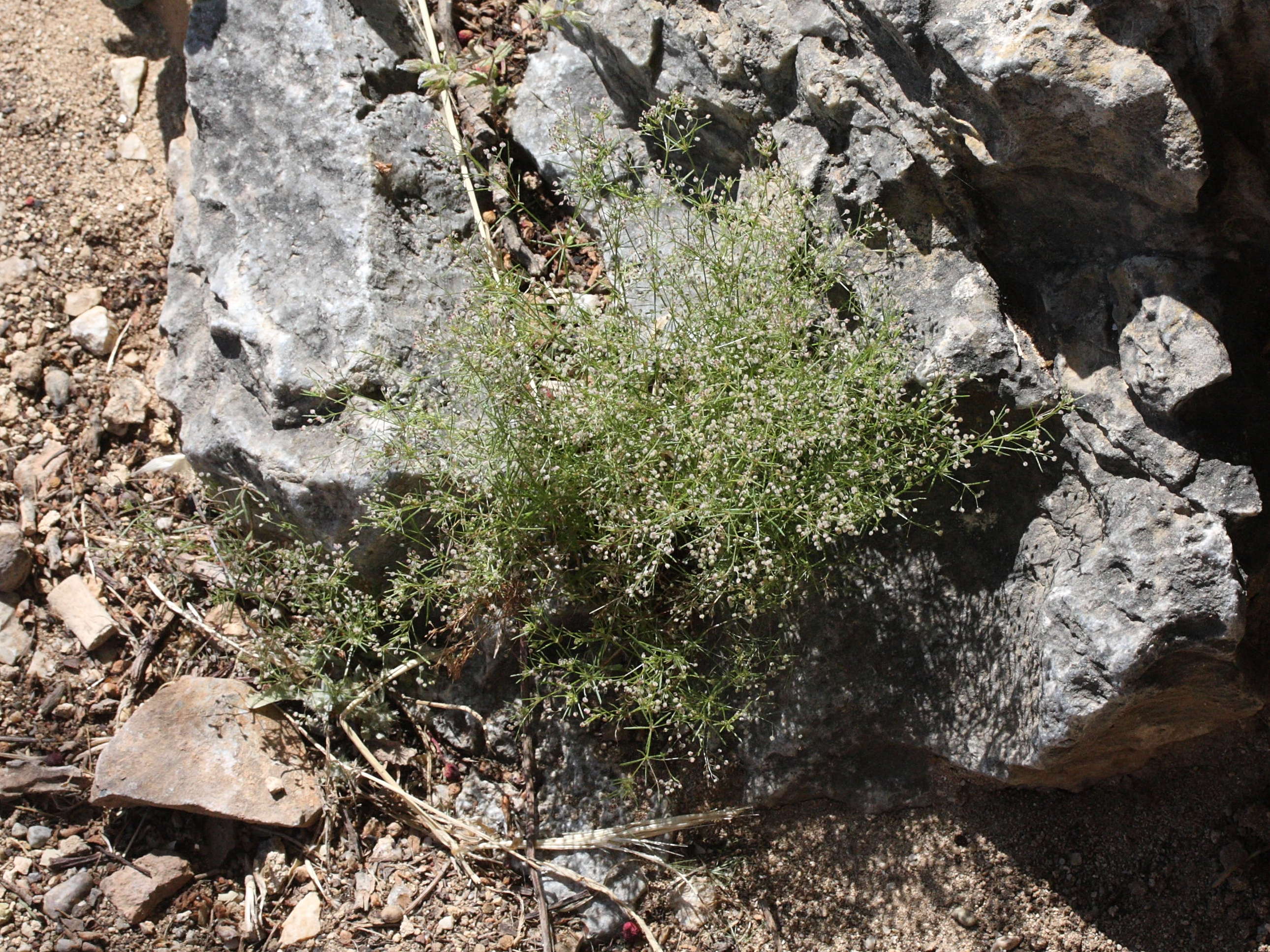galium_setaceum_decaisnei1md