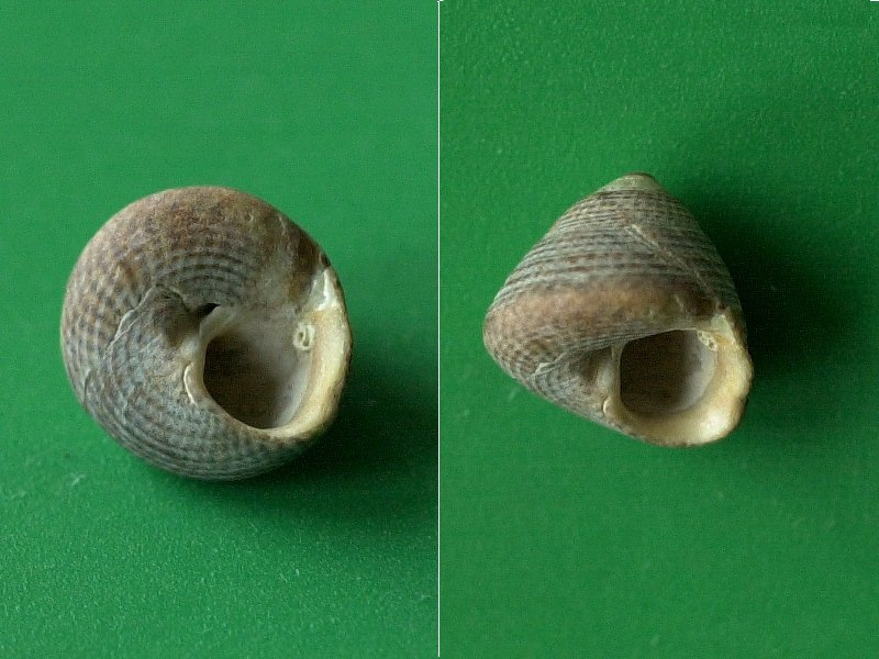 gibbula_cineraria3md