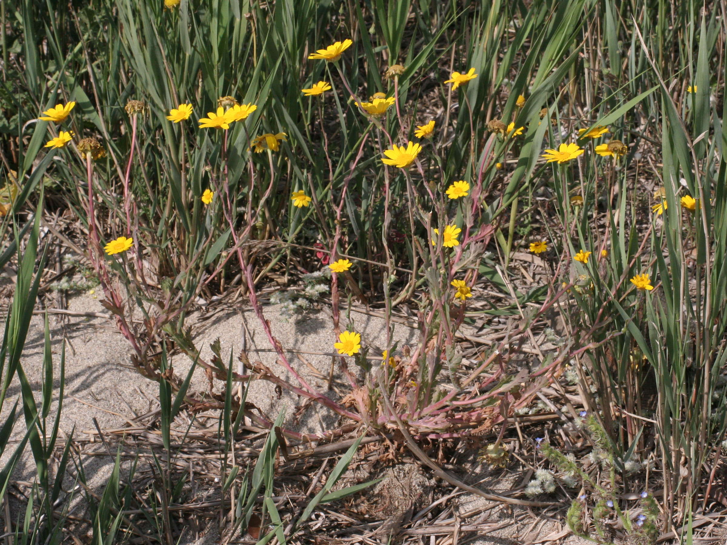 Afficher le média glebionis_segetum1md glebionis_segetum1md