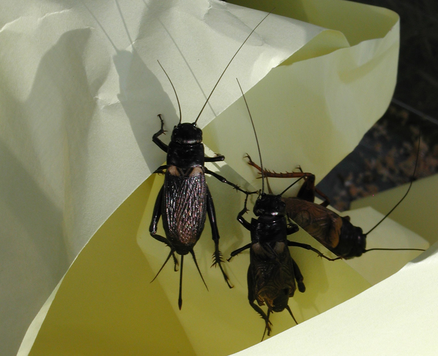 Afficher le média gryllus_bimaculatus2md gryllus_bimaculatus2md
