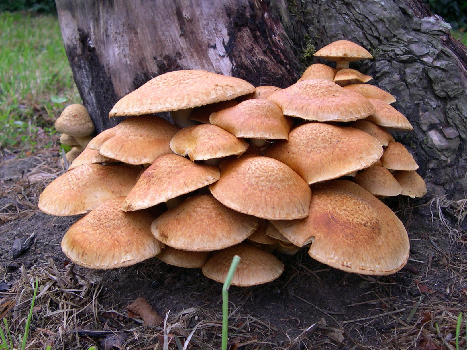 Afficher le média gymnopilus_spectabilis7md gymnopilus_spectabilis7md