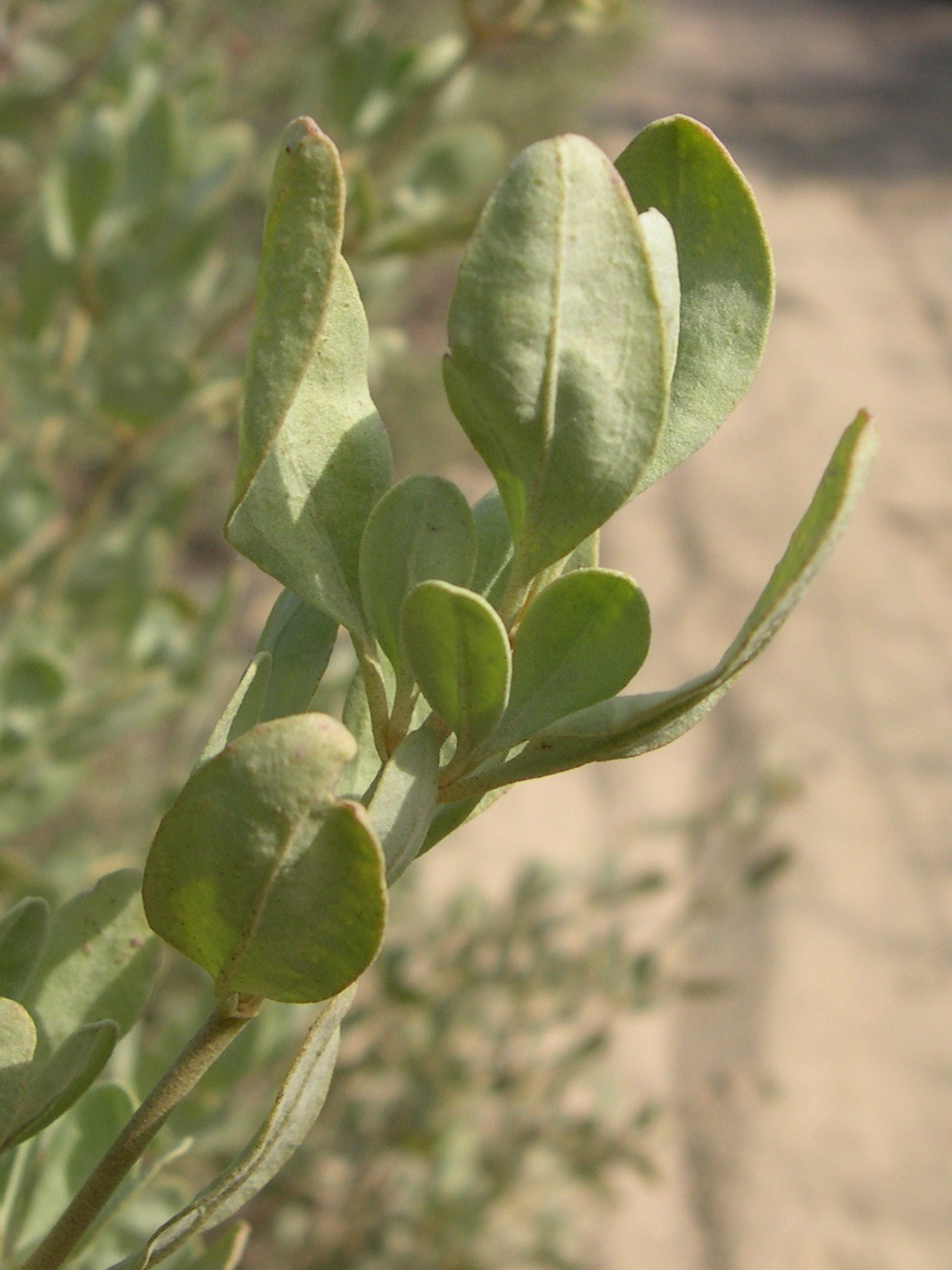 halimium_halimifolium3md