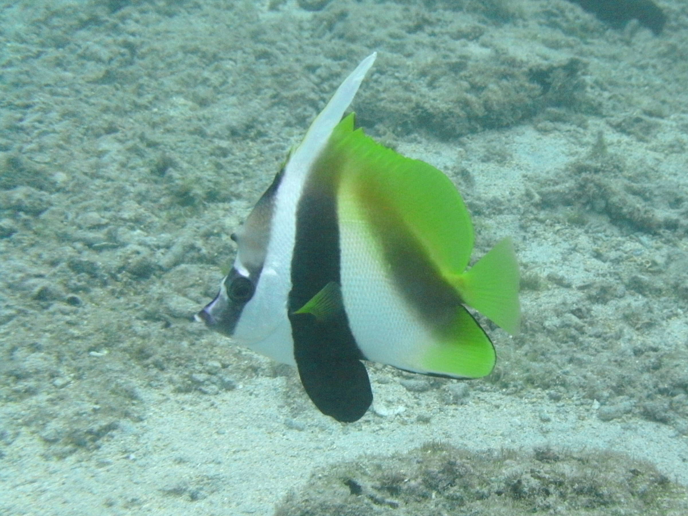 heniochus_monoceros1bd