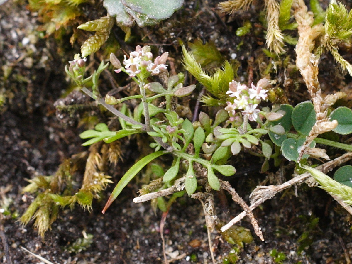 Afficher le média hornungia_petraea2md hornungia_petraea2md