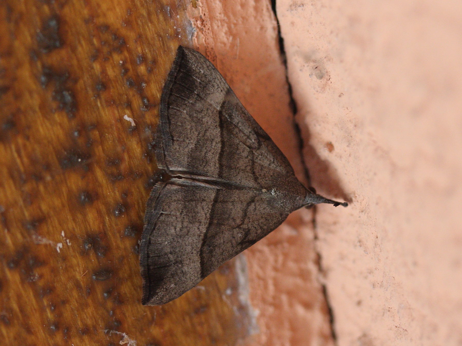 hypena_proboscidalis2md