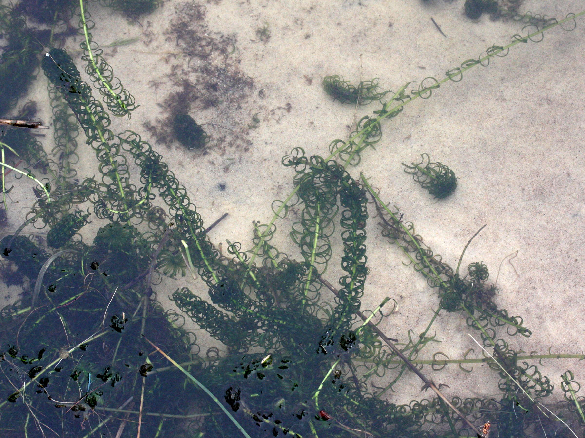 lagarosiphon_major1bmd