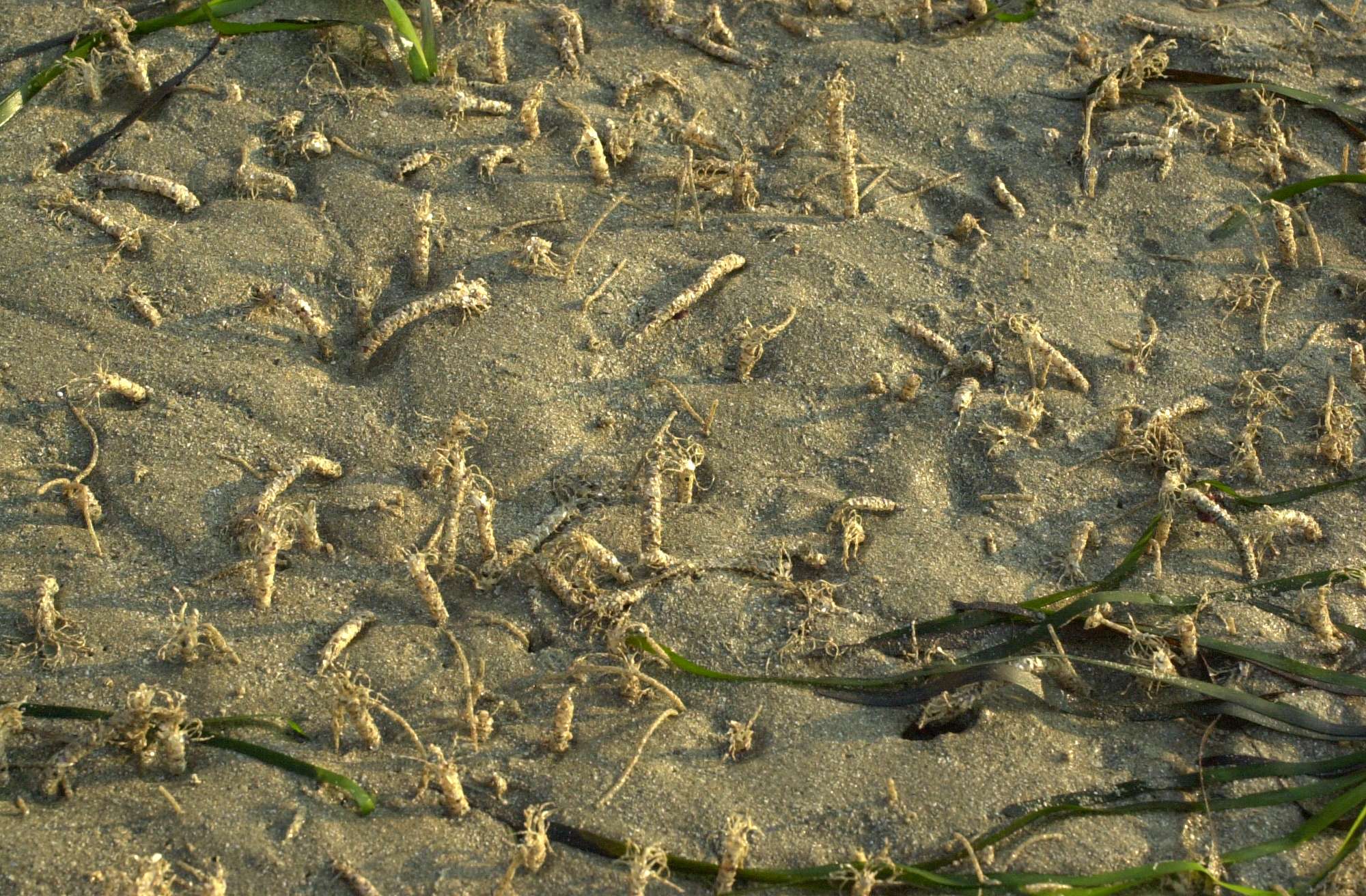 lanice_conchilega1md