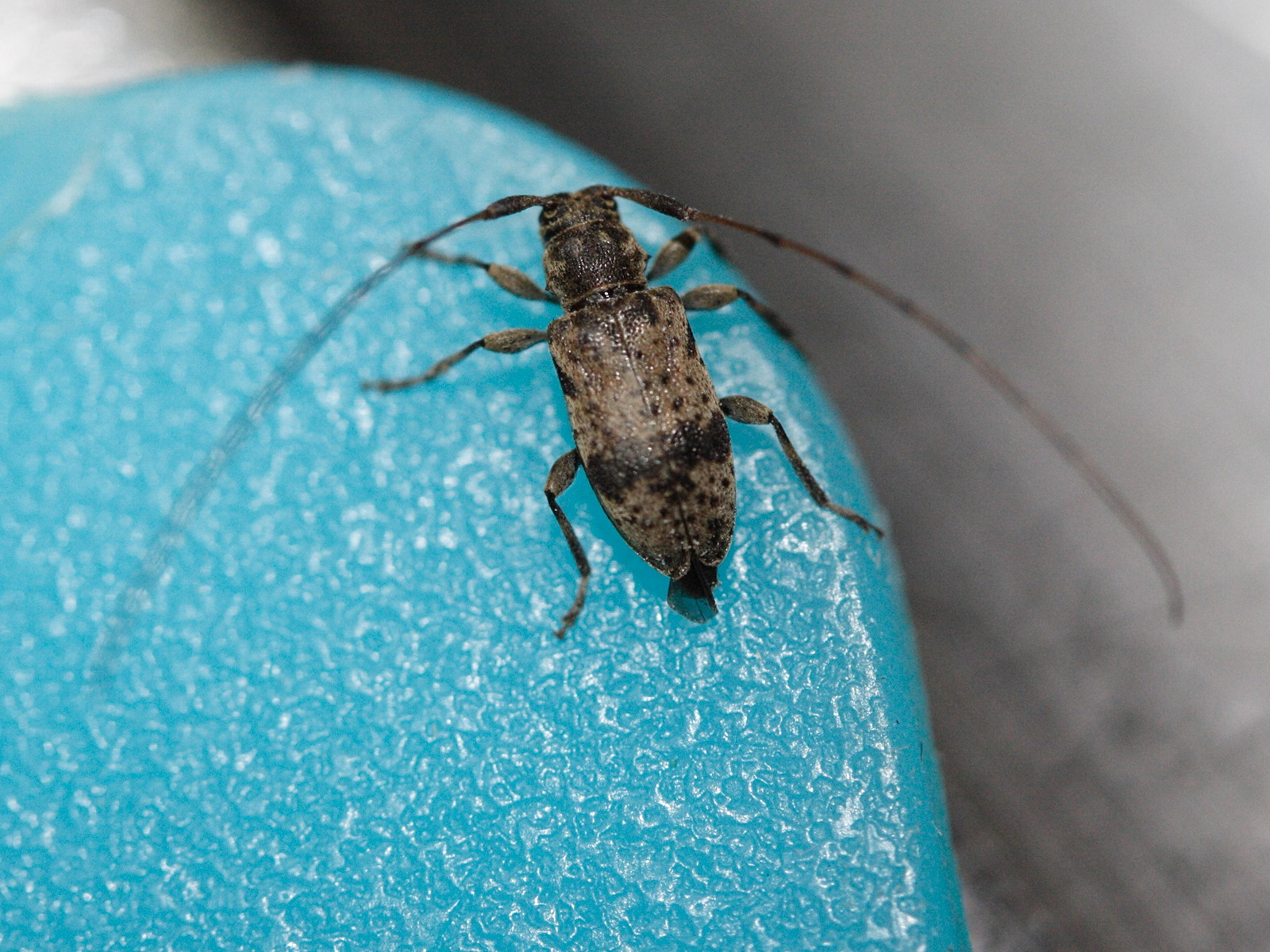 leiopus_nebulosus3md